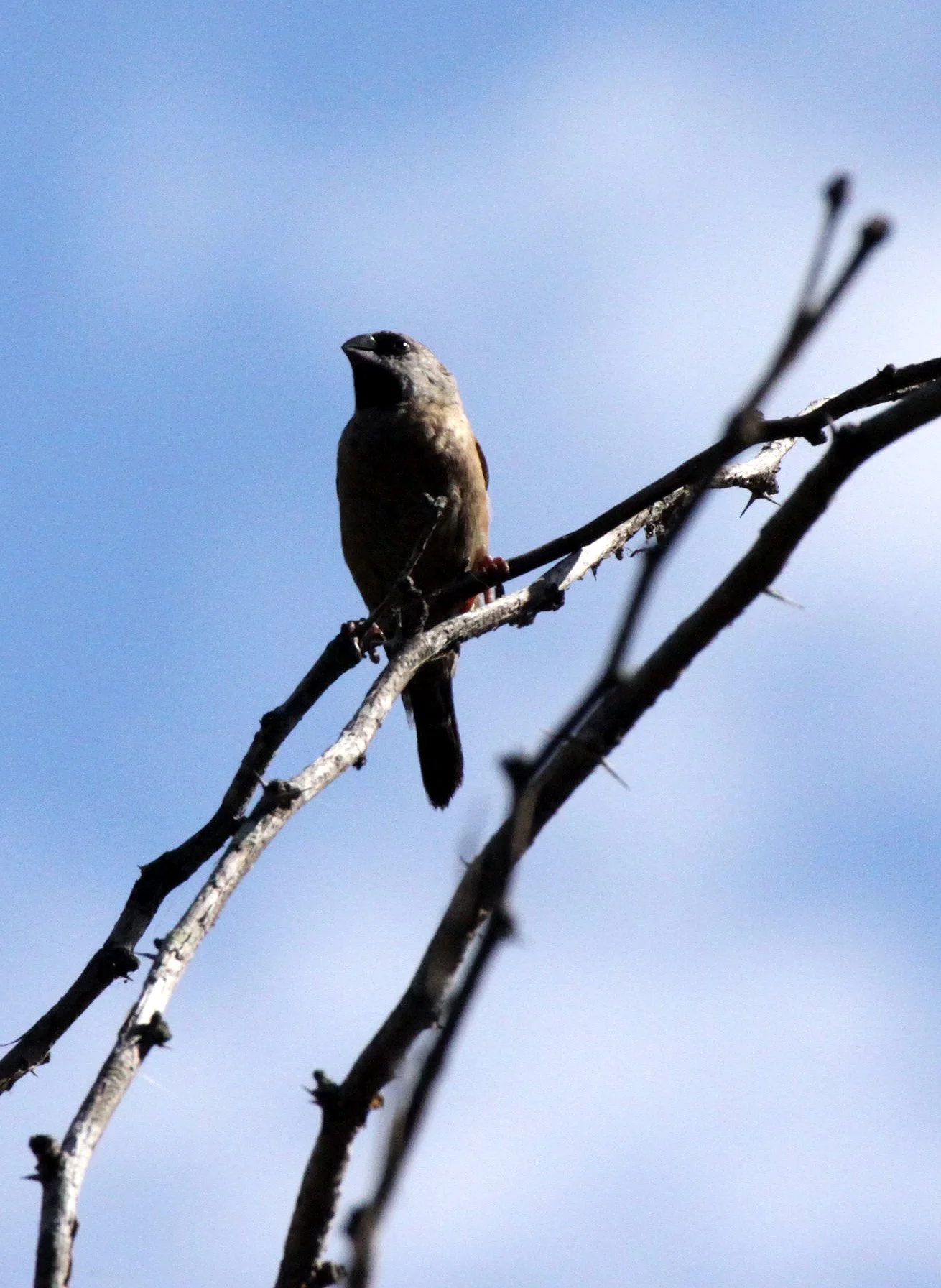 Madagascar Mannikin -  Andohahela NP, Madagascar (female) (2).JPG