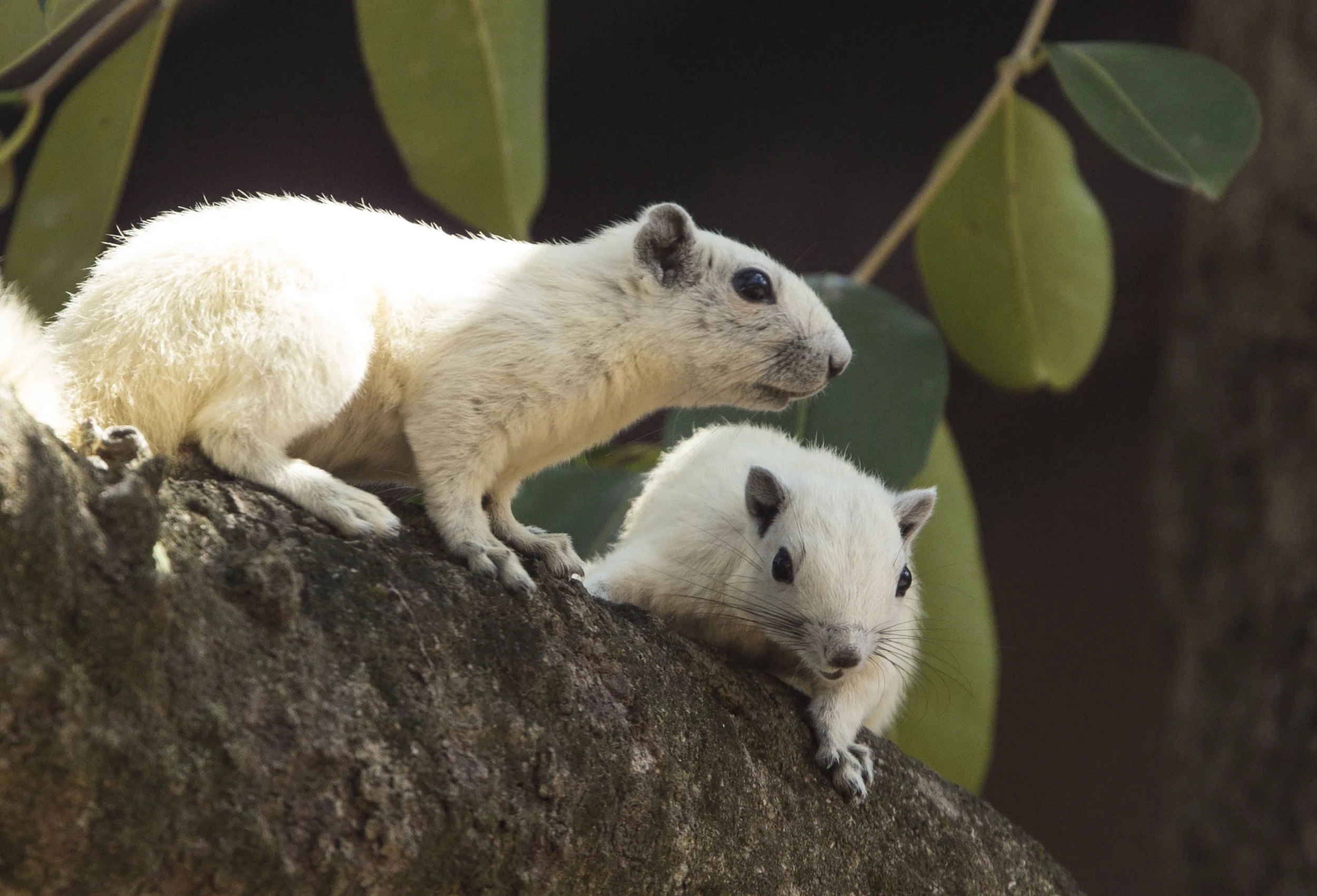 They typically have a head-and-body length of about 21–22 cm and a similarly long, bushy tail. In Khao Yai, you may see individuals with pure white coats or white-tipped tails.