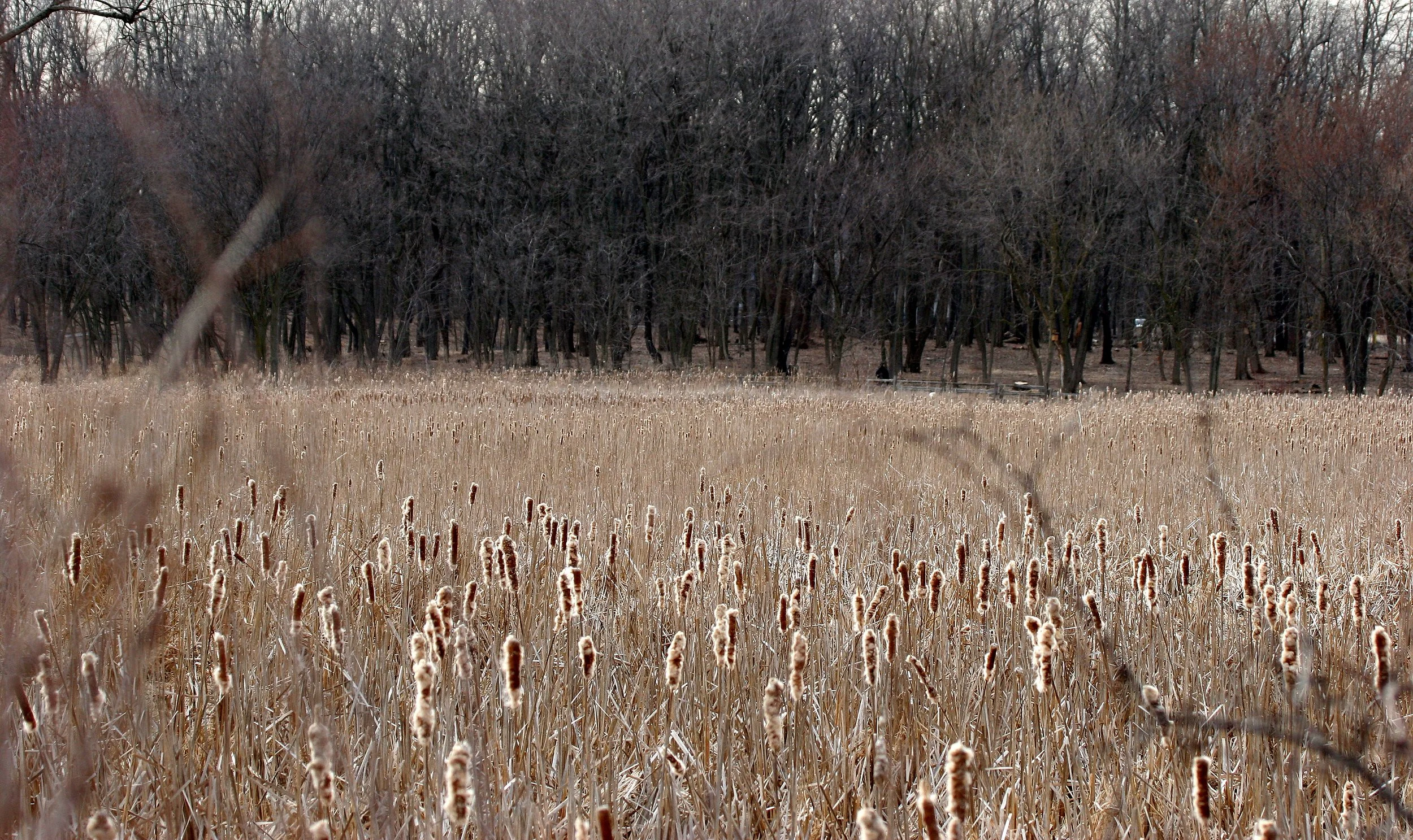 ILLINOIS - 2008-3-29 CHICAGO SPRING TRIP - LINCOLN MARSH (4).JPG