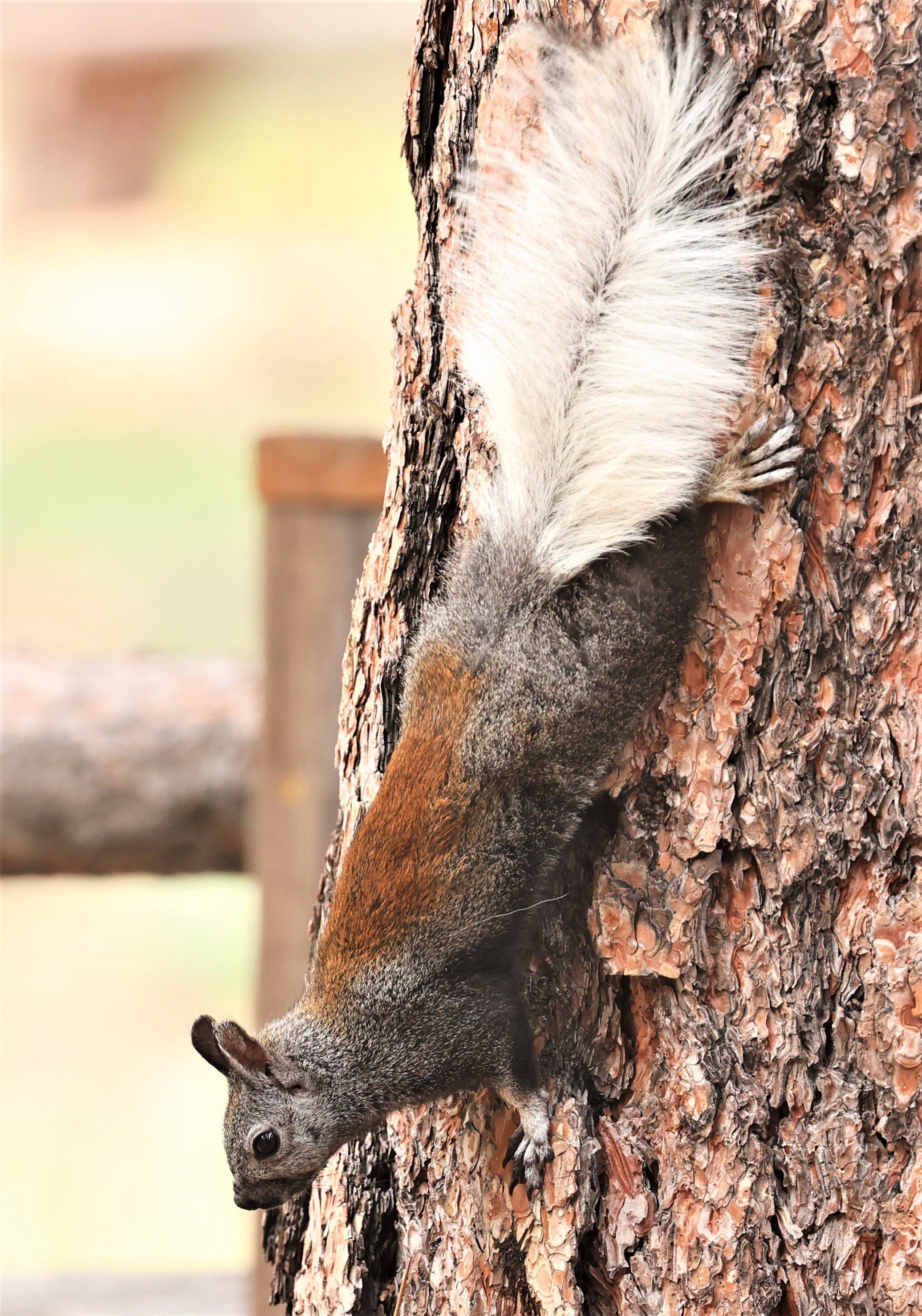 Sciurus aberti kaibabensis - KAIBAB SQUIRREL - JACOB LAKE KAIBAB PLATEAU ARIZONA 2022 (51).jpg