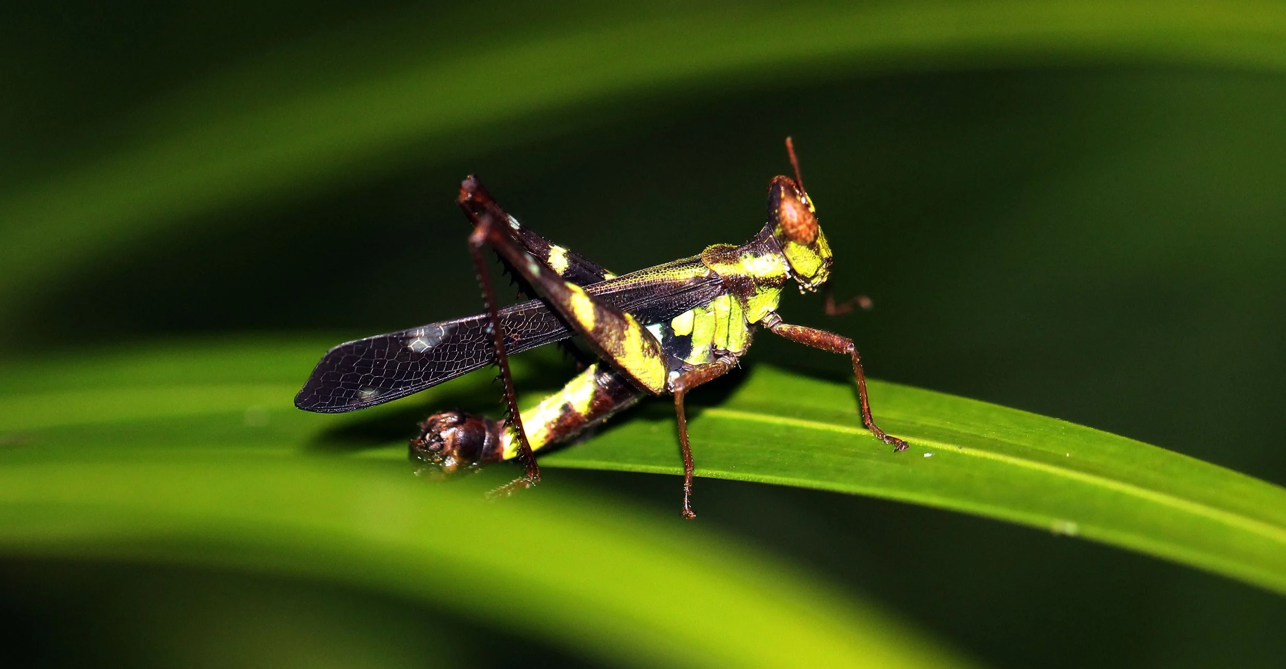 Erianthus serratus - Koh Lanta, Thailand 