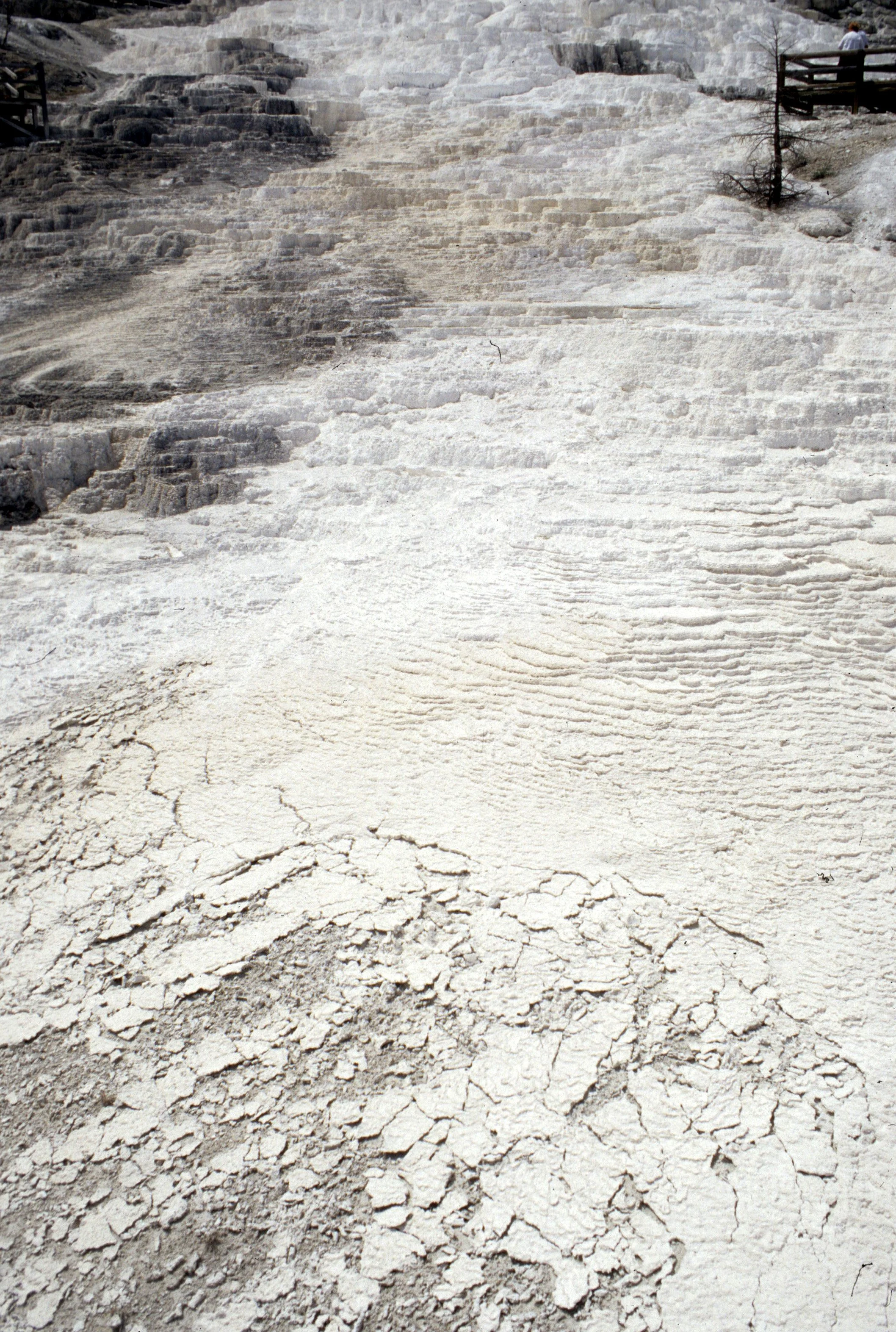 YELLOWSTONE - MAMMOTH HOTSPRINGS K.jpg