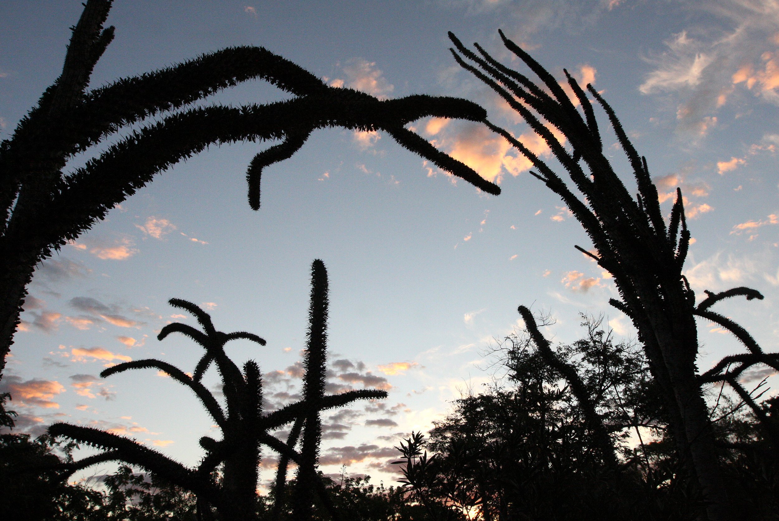 BERENTY RESERVE MADAGASCAR - SUNSET OVER THE SPINY FOREST (16).JPG
