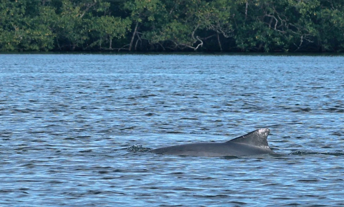 Guiana Dolphin (Sotalia guianensis) Superagüi National Park, Brazil (24).jpg