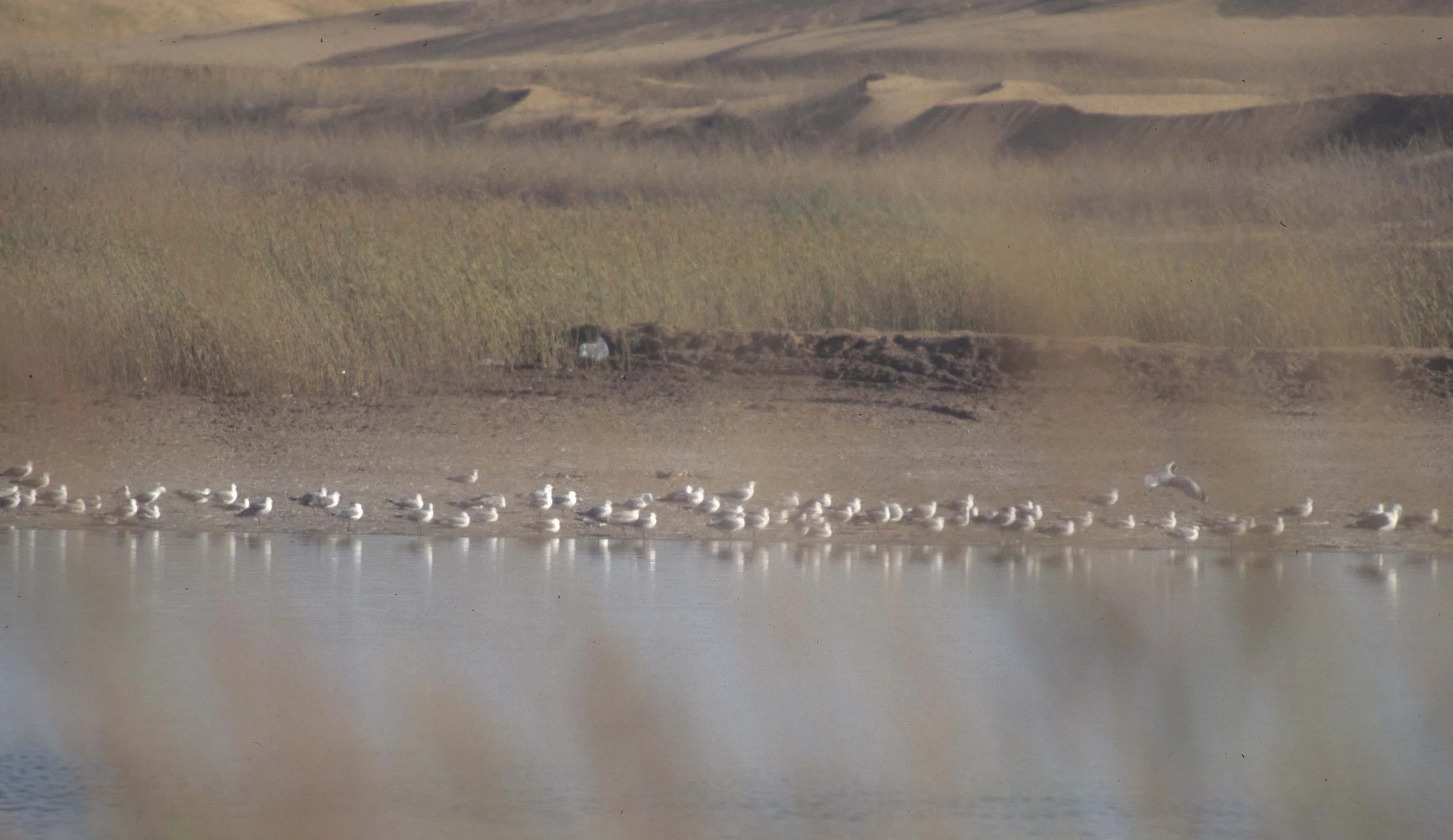 BIRDS - HARTLAUBS GULL - NAMIBIA.jpg