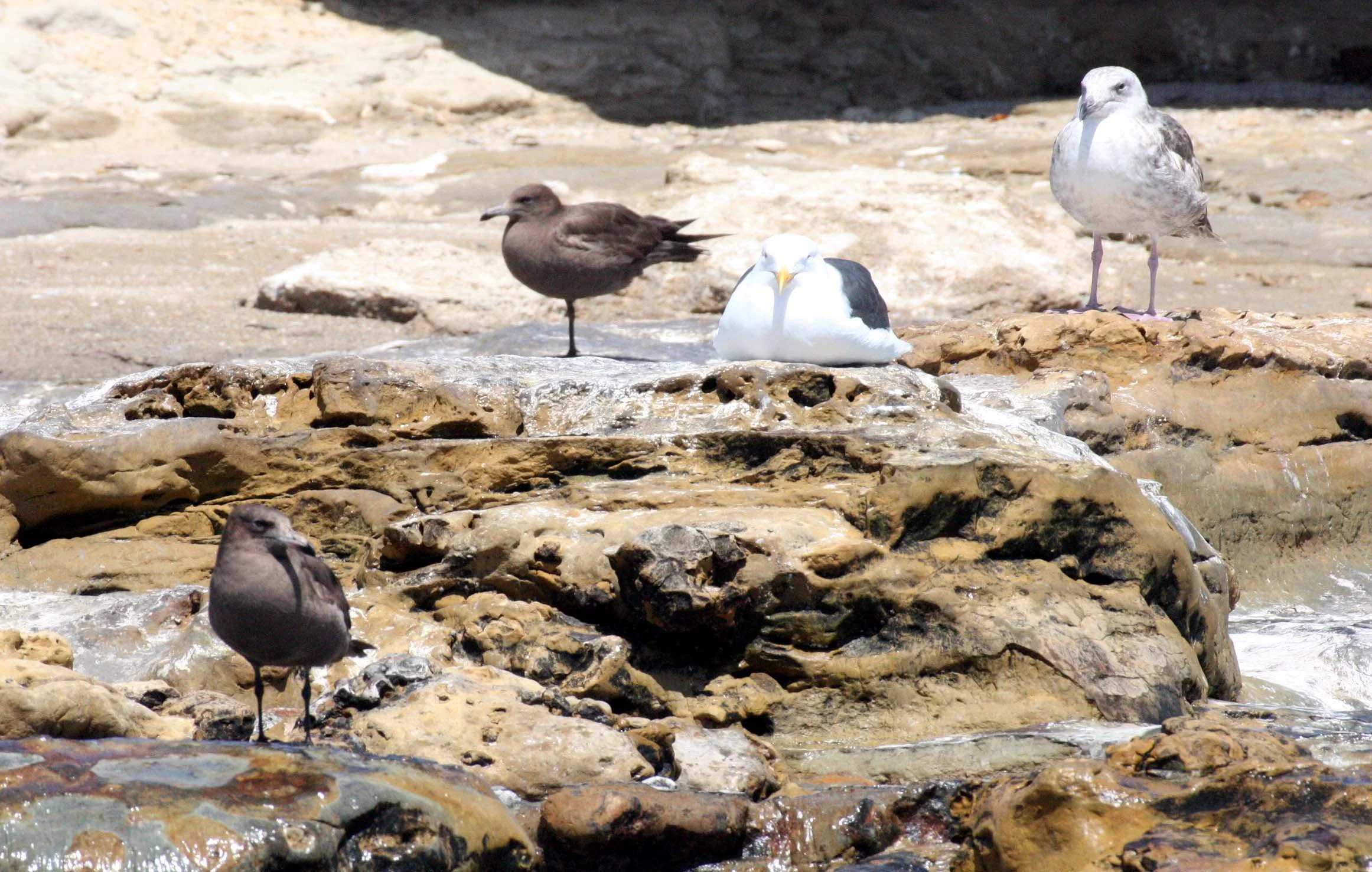 BIRD - WESTERN GULL WITH HEERMANS GULLS - SAN IGNACIO LAGOON BAJA MEXICO.JPG