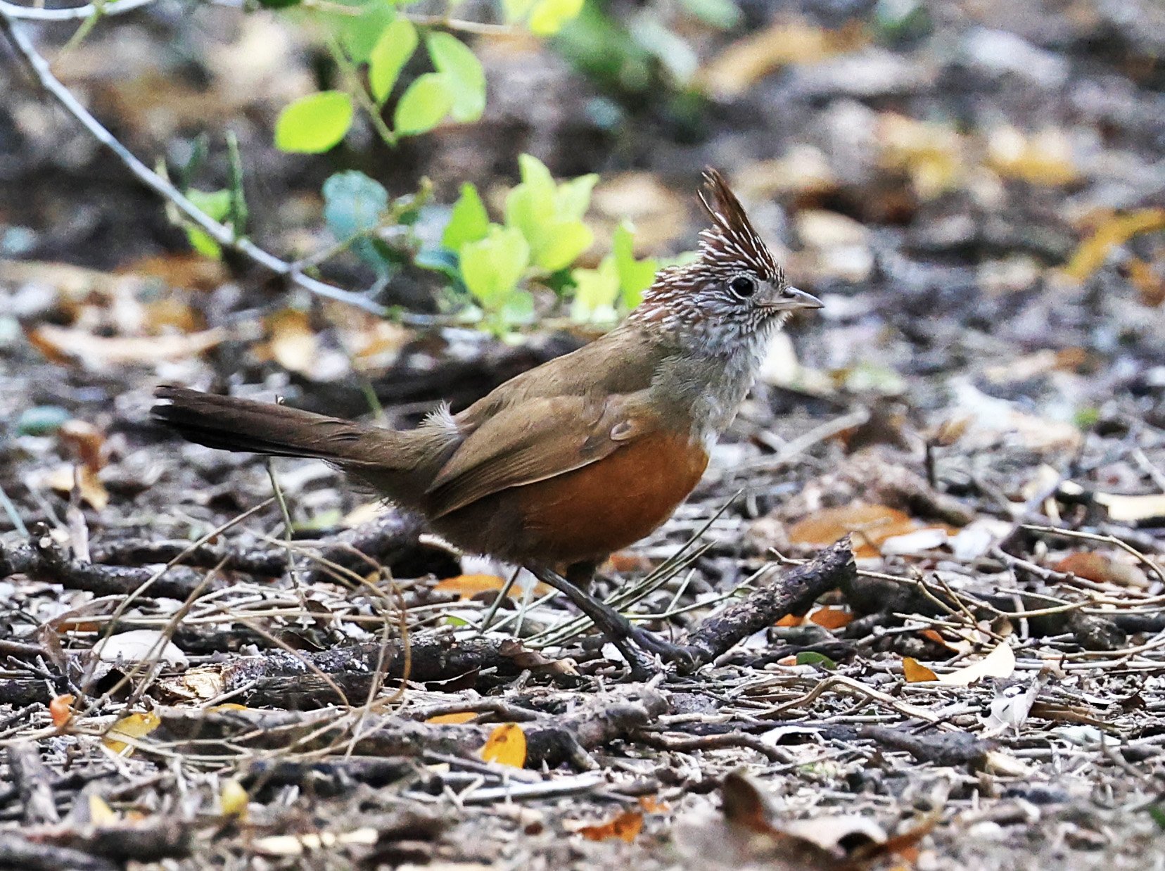 Crested Gallito (Rhinocrypta lanceolata) Chaco Lodge & Laguna Salada Paraguay (2).jpg