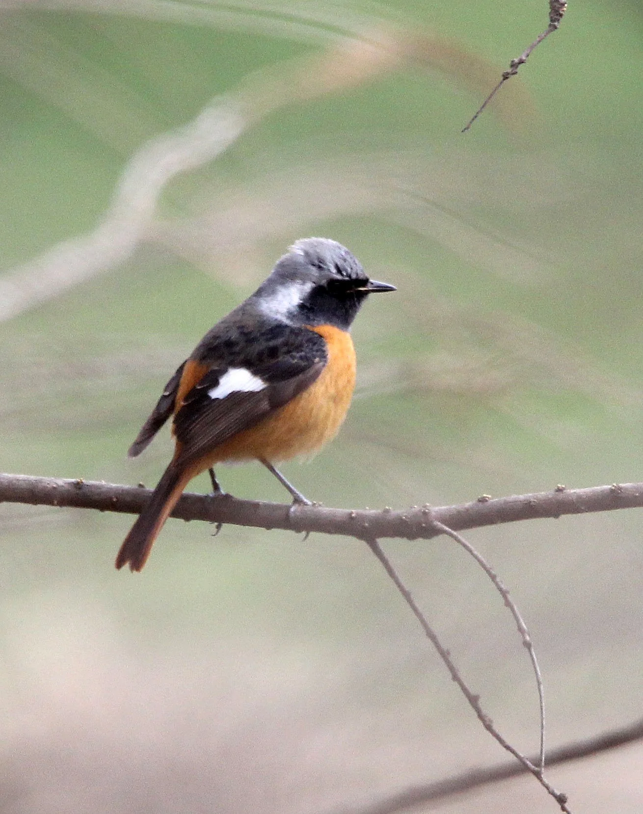 BIRD - REDSTART - DAURIAN REDSTART - BINJIANG FOREST PARK SHANGHAI (4).JPG