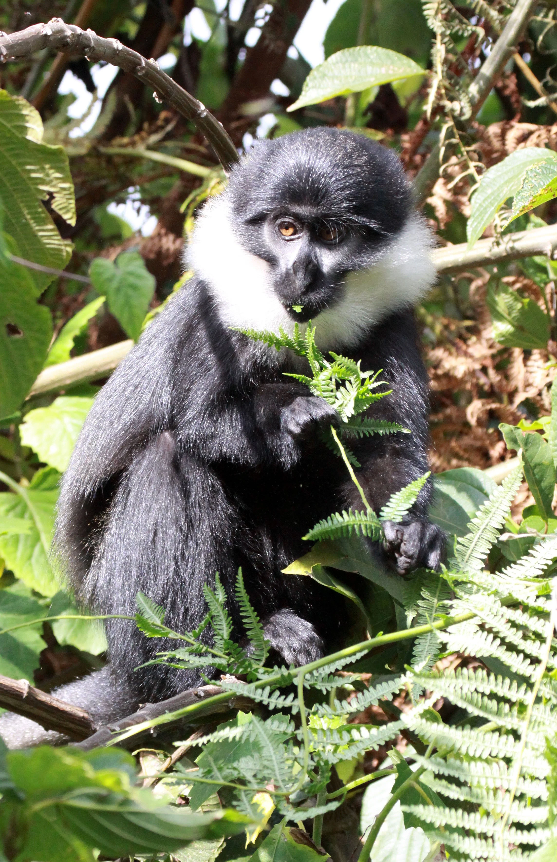 CERCOPITHECIDAE - Allochrocebus lhoesti - L'HOEST'S MONKEY - NYUNGWE NATIONAL PARK RWANDA 2012 (652).JPG