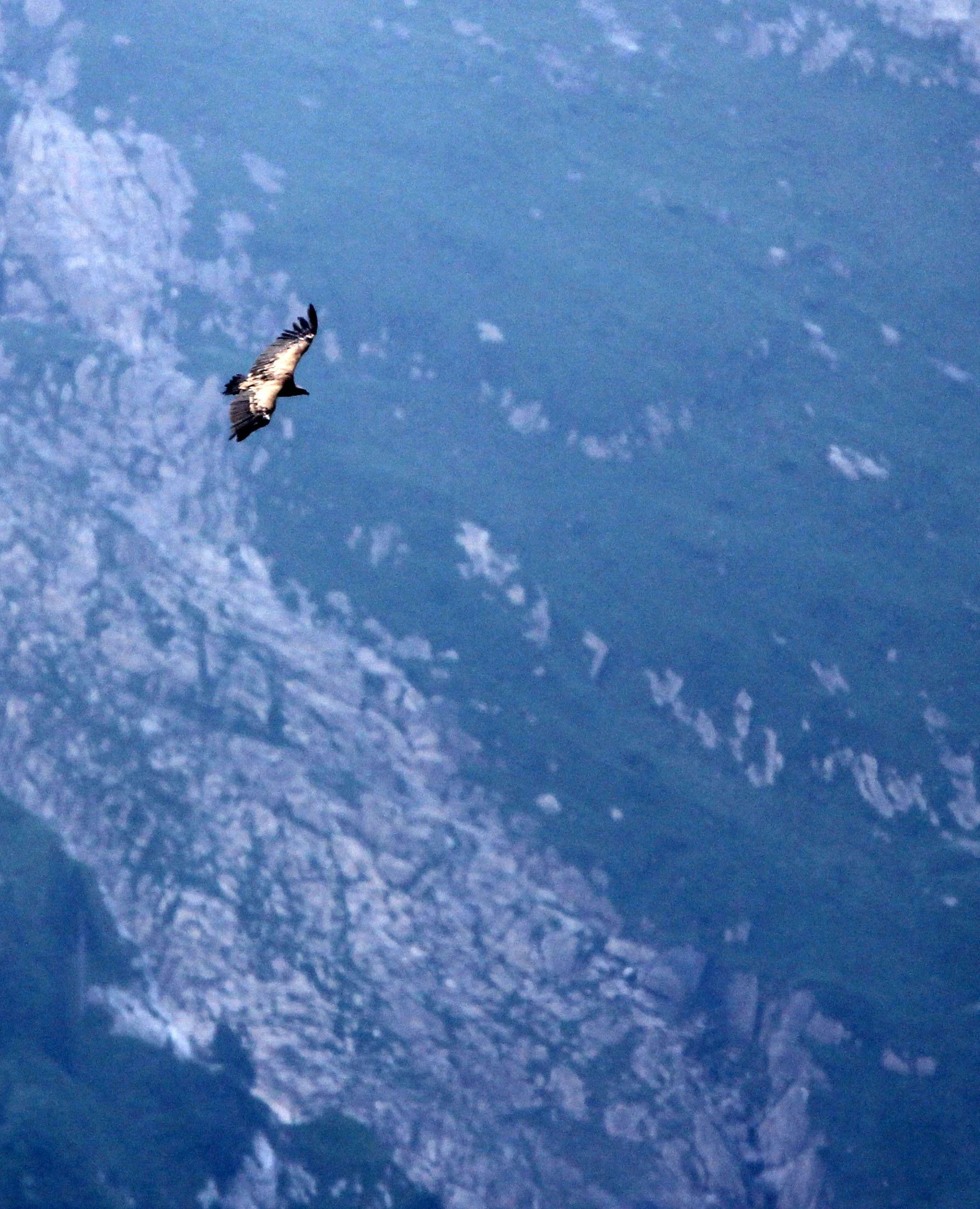 Gyps fulvus - GRIFFON (EUROPEAN GRIFFON) VULTURE - ARRENS MARSOUS PYRENEES NATIONAL PARK FRANCE (25).JPG