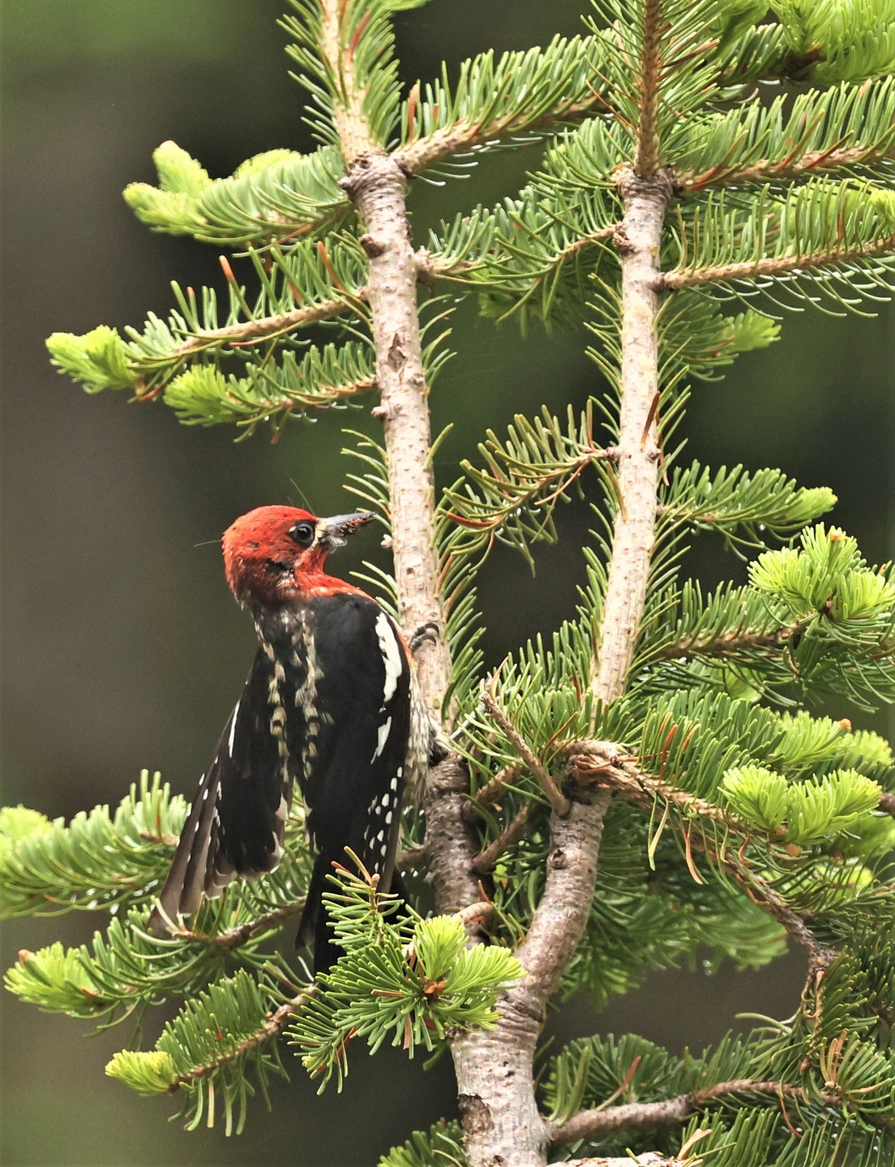 Sphyrapicus ruber - RED-BREASTED SAPSUCKER - MOUNT RAINIER NATIONAL PARK WASHINGTON (16).jpg