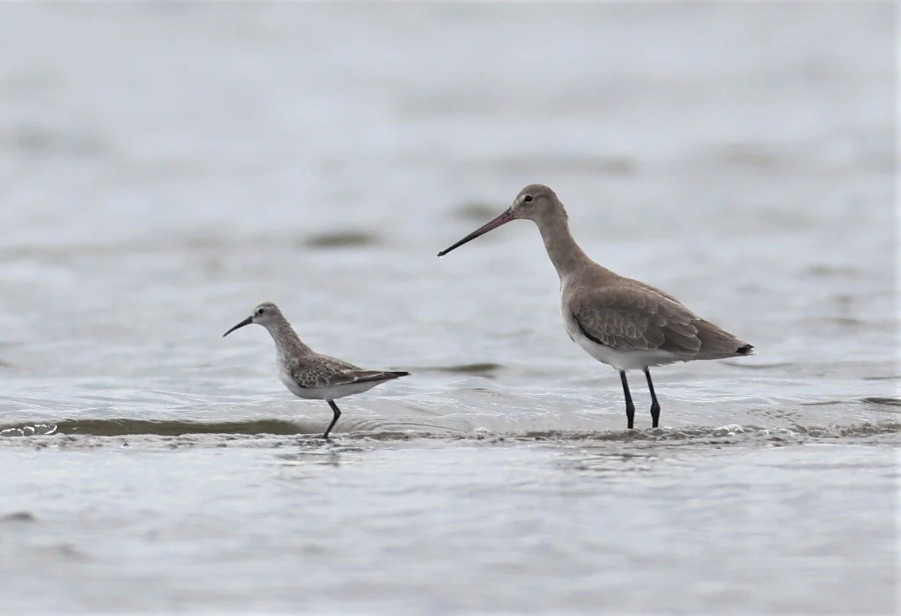 GODWIT - BLACK-TAILED GODWITS - Limosa limosa - WITH CURLEW SANDPIPER - BANG PAKONG SALT PANS CHACHOENGSAO WEST OF RIVER (3).jpg