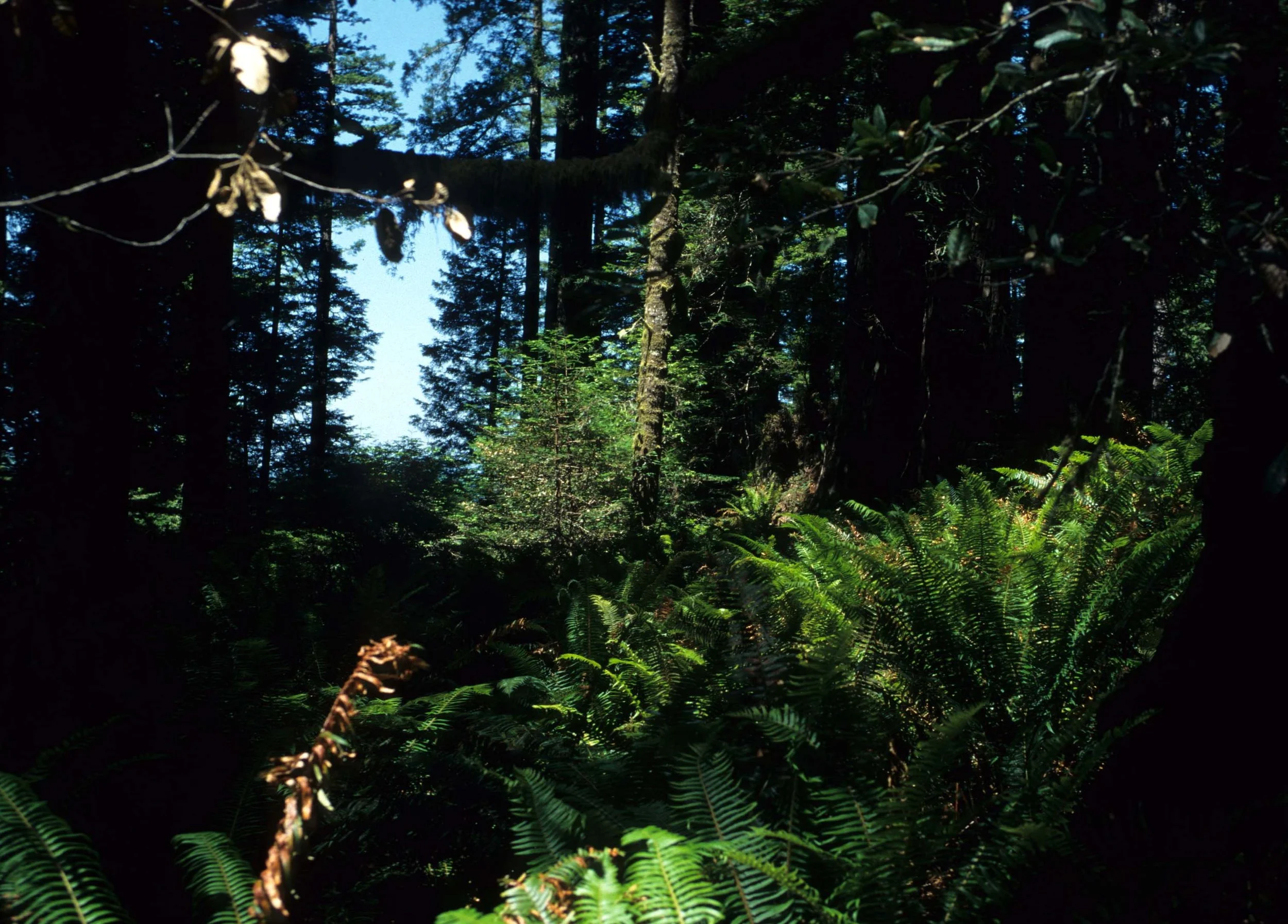 CALIFORNIA - REDWOODS NP - FOREST INTERIOR (2).jpg