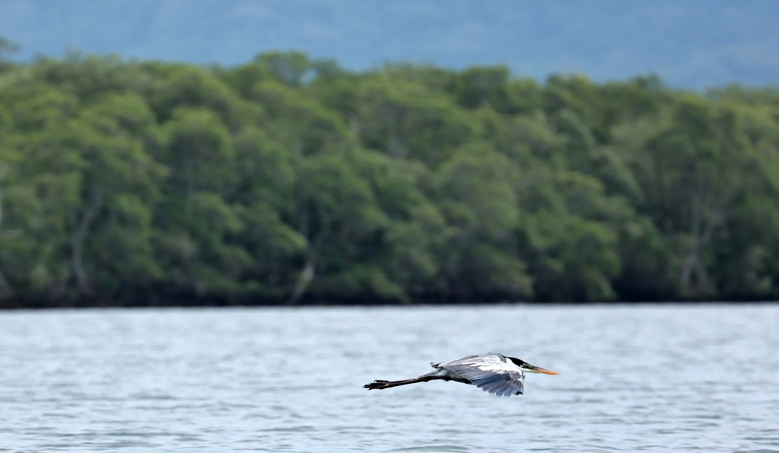 Cocoi Heron (Ardea cocoi) Superagüi National Park, Brazil (2).jpg
