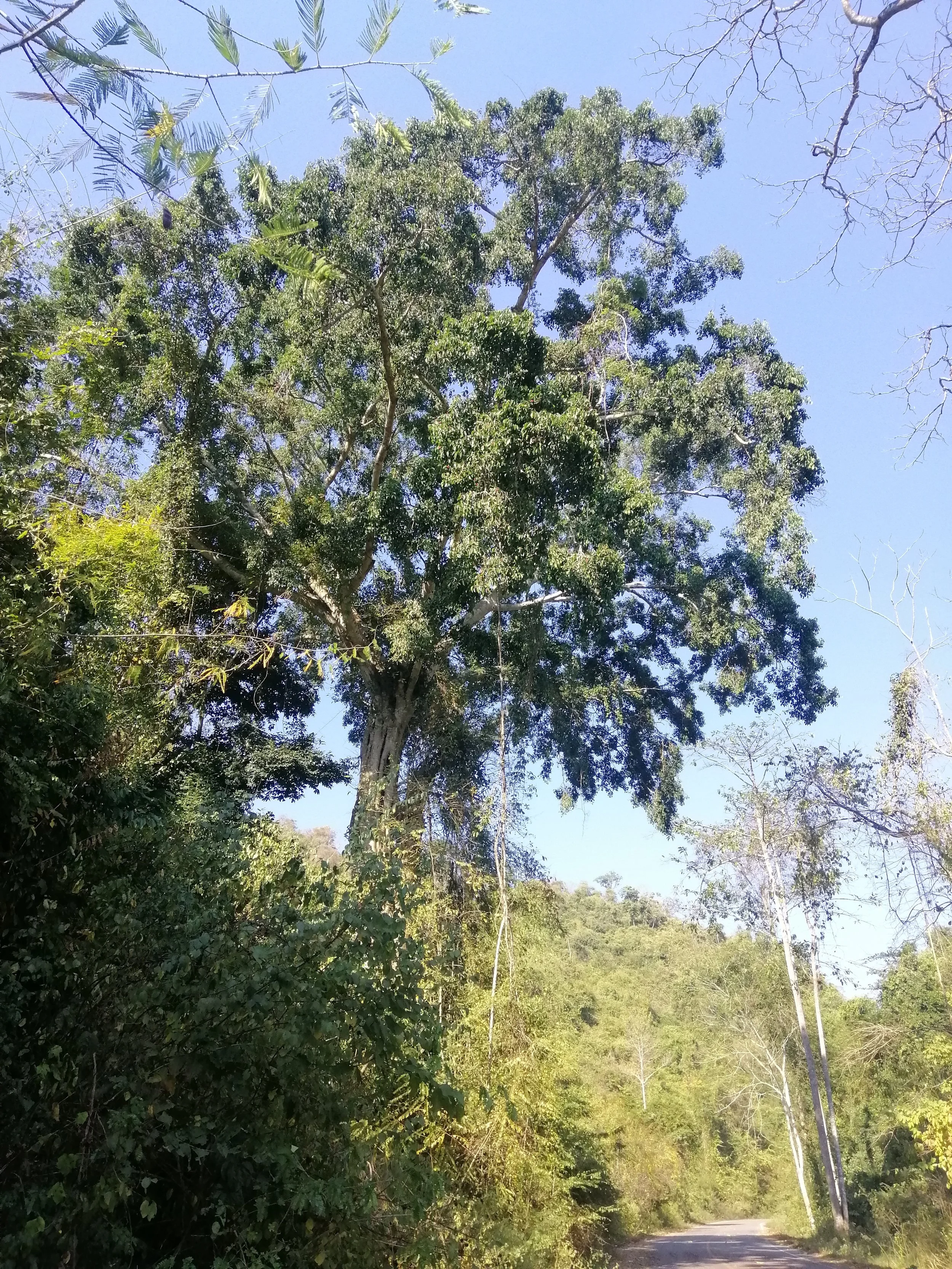 This is a famous Ficus species tree along the main road (km 6-8) in Kaeng Krachan.  This tree is exemplifies the "grocery store of the jungle" phenomenon in that it attracts dozens of species of birds and mammals when it bares fruit.  One of my highp