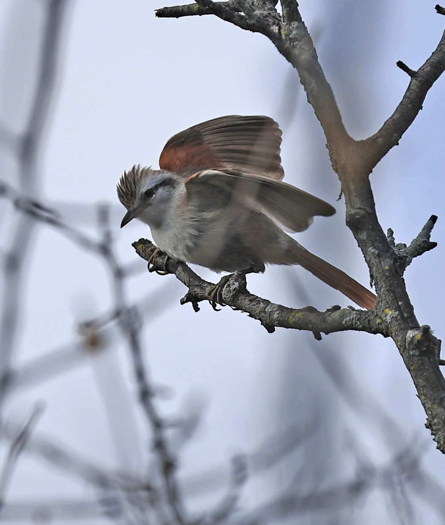 Stripe-crowned Spinetail (Cranioleuca pyrrhophia) Selva Serena Natural Reserve