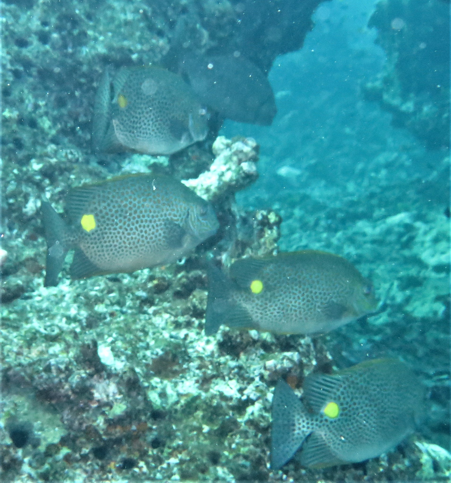 Family Siganidae - Rabbitfish — Coke Smith Wildlife