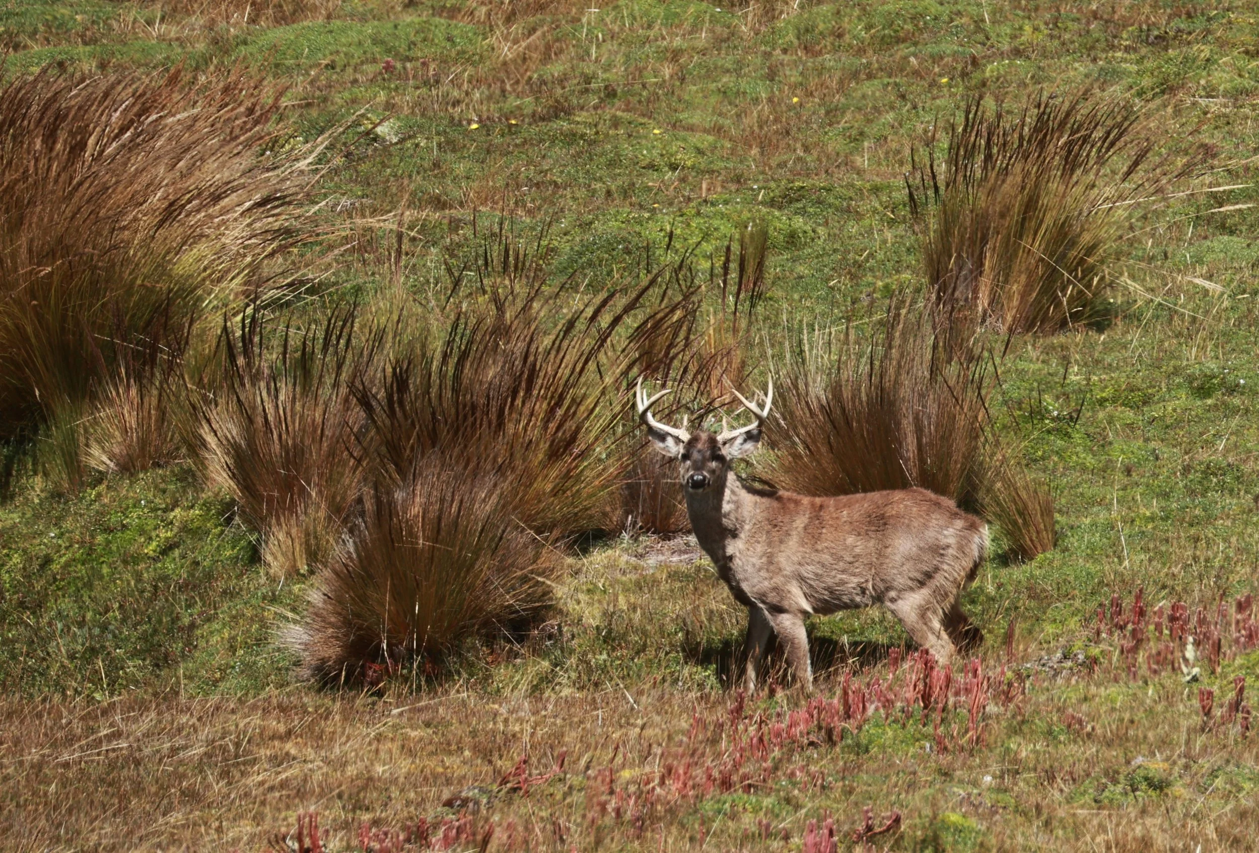 Odocoileus virginianus ustus - Andean White-tailed Deer - Antisana National Park, Ecuador (13).JPG