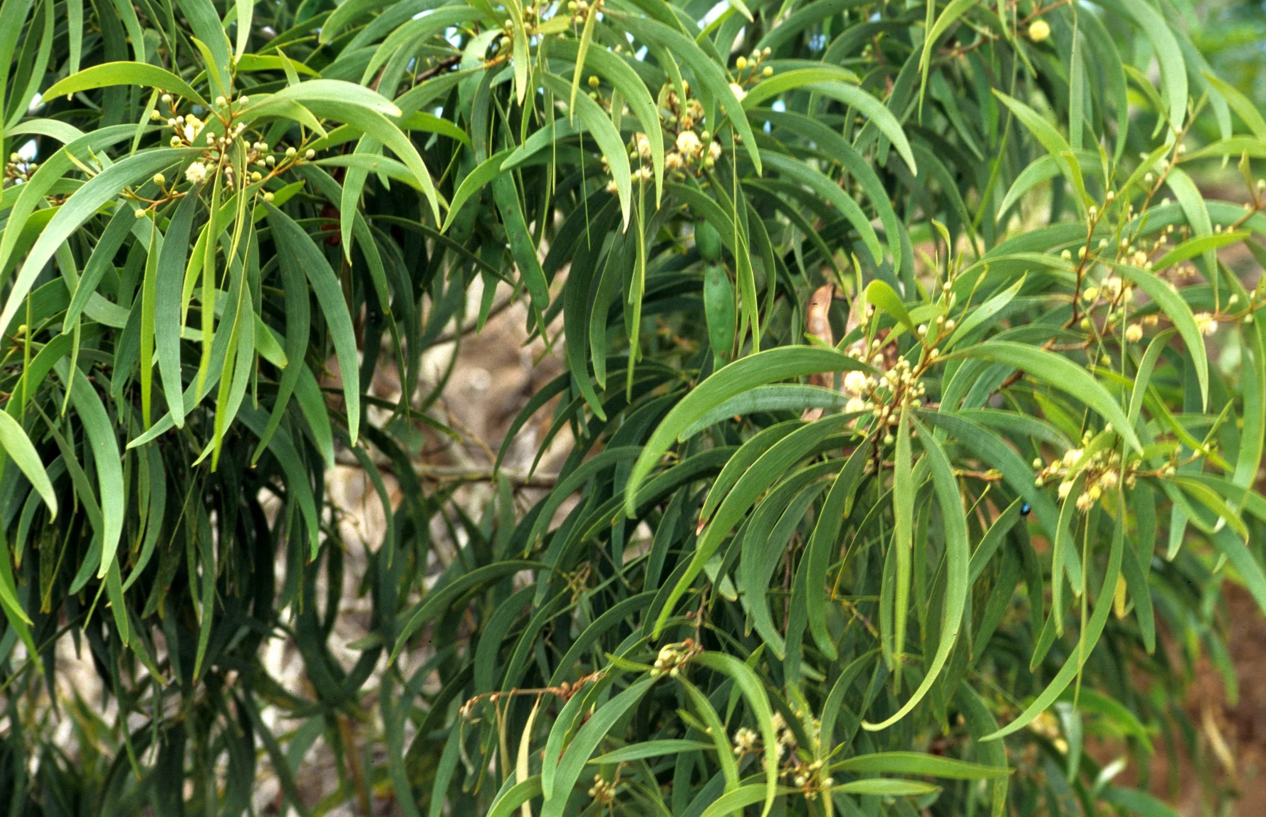 HAWAII - HAWAII - ACACIA KOA - FABACEAE.jpg