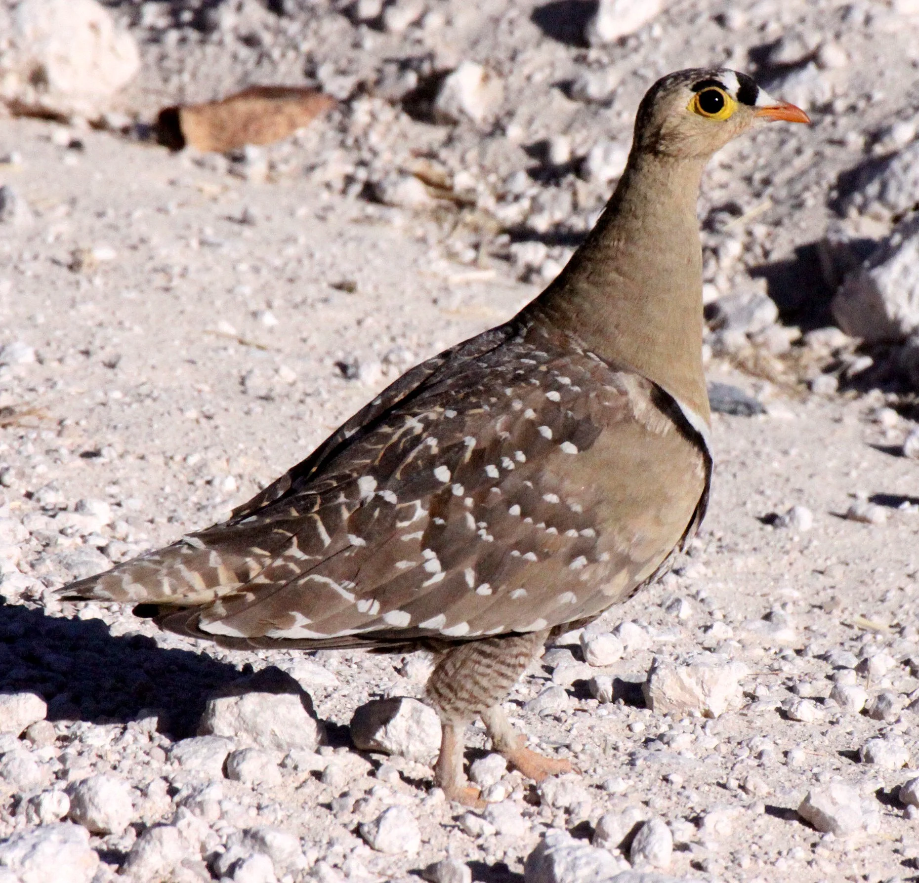 Double-banded Sandgrouse (Pterocles bicinctus) Etosha NP Namibia (3).JPG