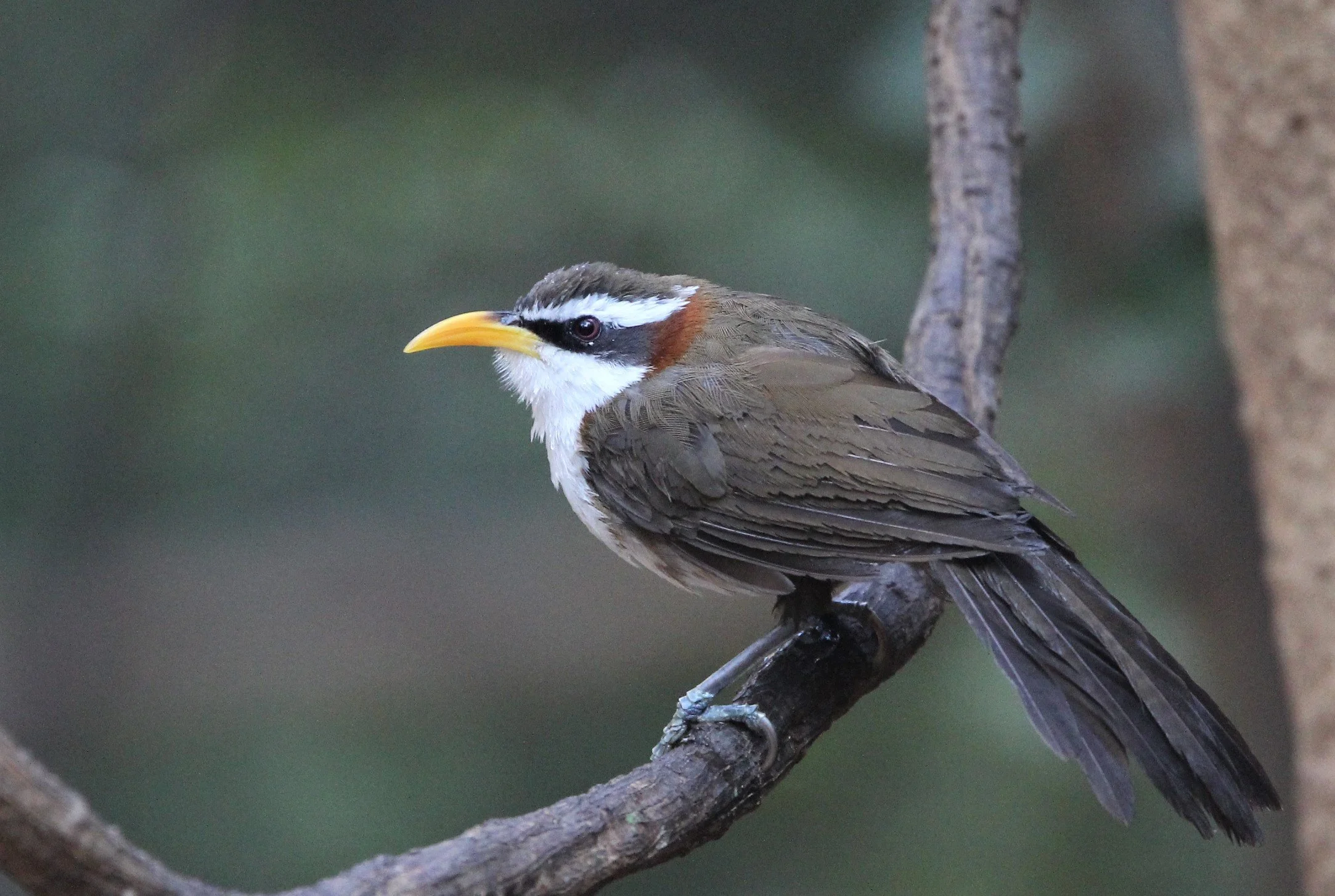 SCIMITAR BABBLER - WHITE-BROWED SCIMITAR BABBLER - Pomatorhinus schisticeps - KAENG KRACHAN  LUNG SIN HIDE (2).jpg