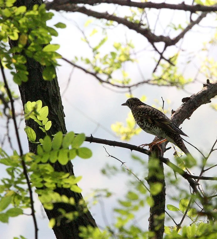 White's Thrush (Zoothera aurea) Nankou Rudong China (5).JPG