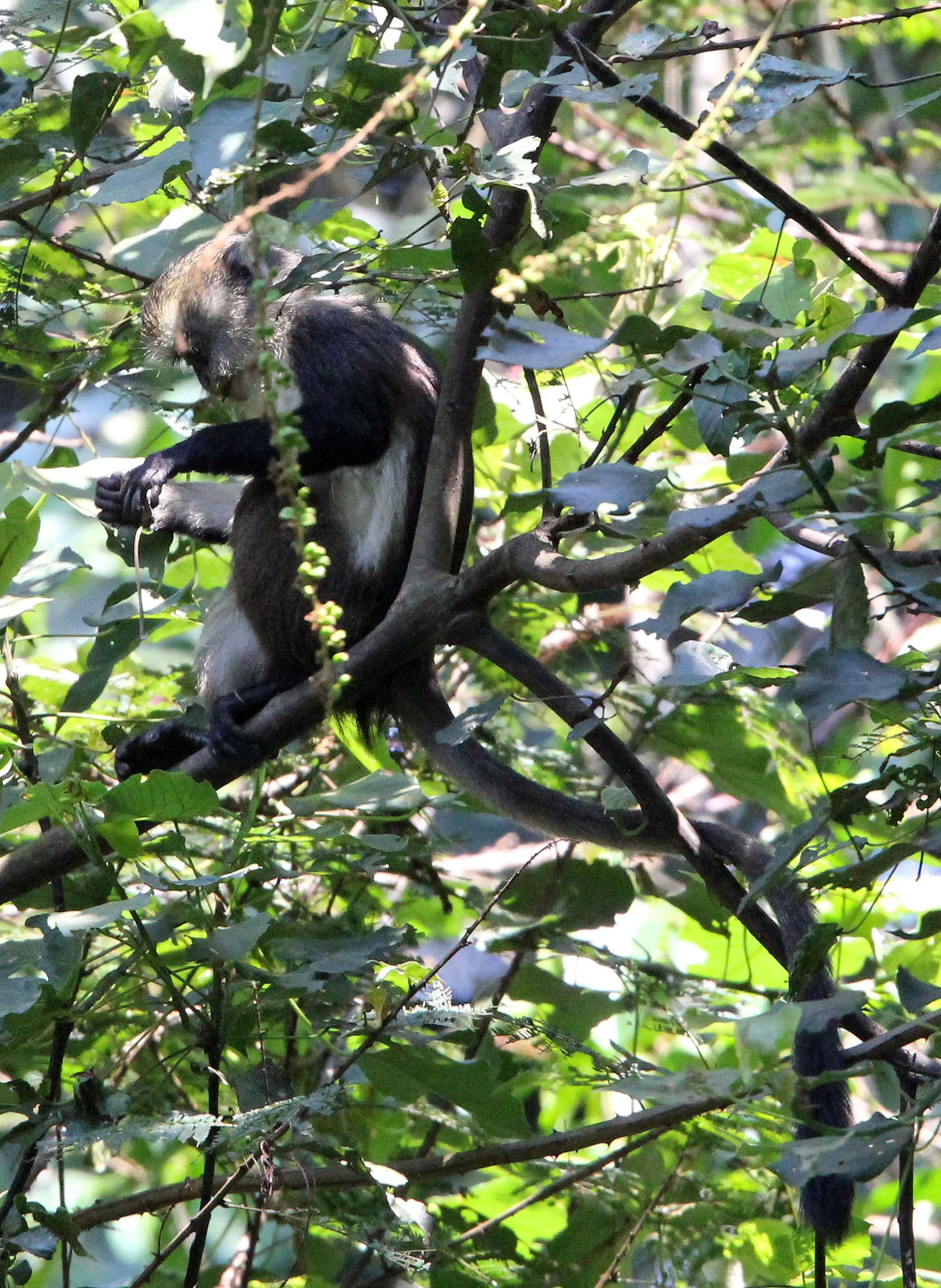 CERCOPITHECIDAE - Cercopithecus denti - DENT'S MONKEY - NYUNGWE NATIONAL PARK RWANDA (271).JPG