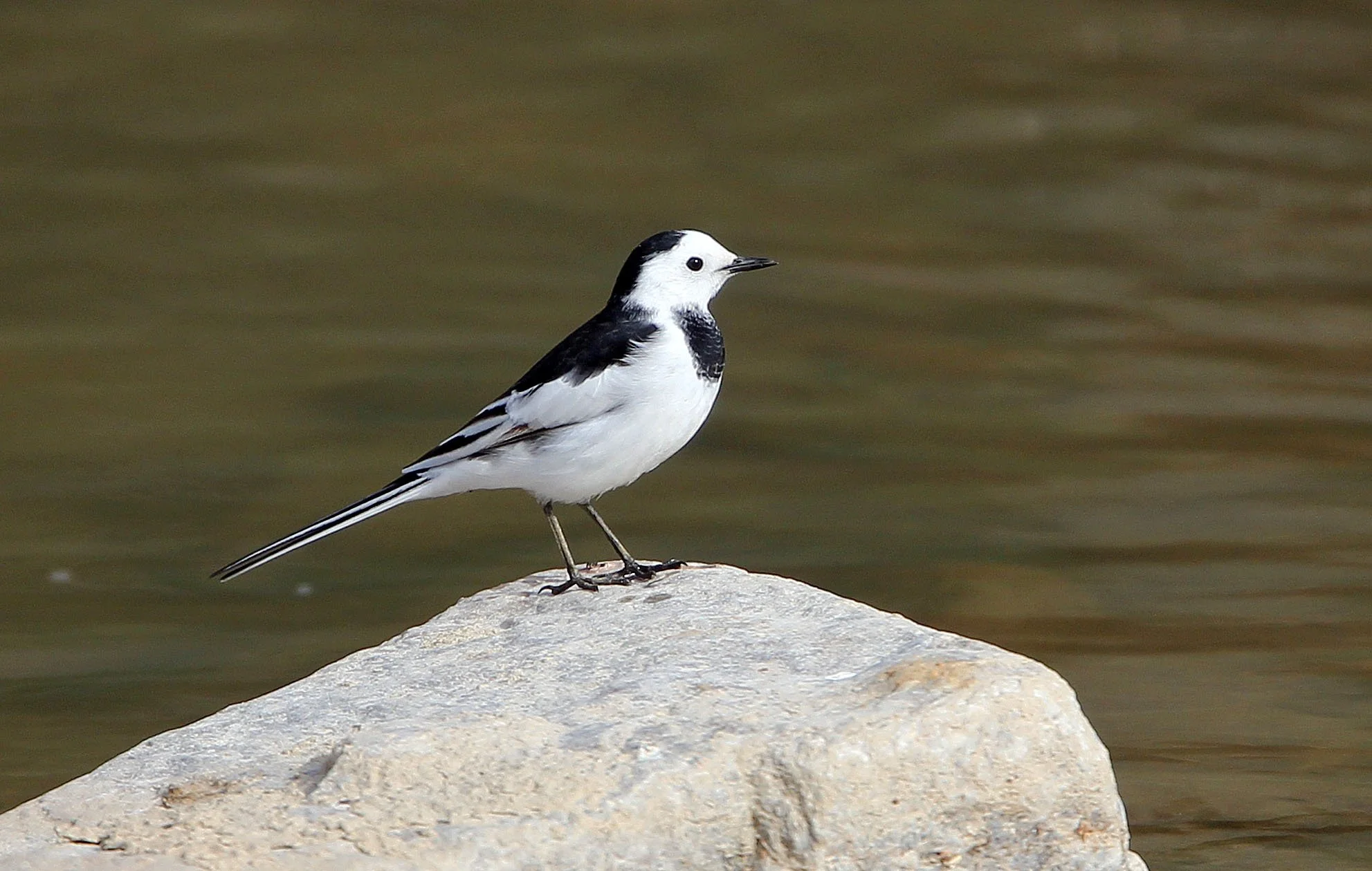 White Wagtail (Motacilla alba sbsp.) China various locations