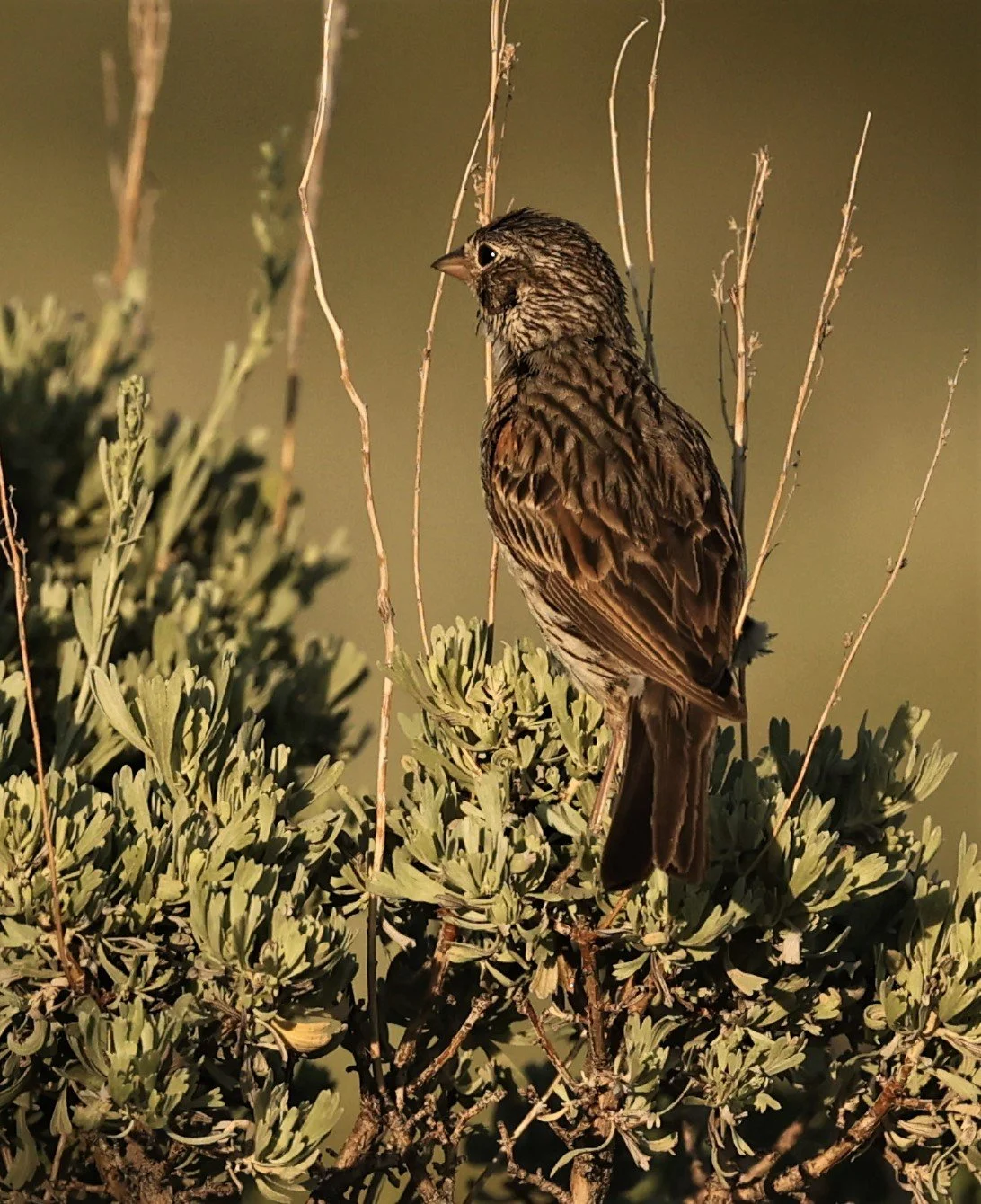 Vesper Sparrow (Pooecetes gramineus) Fossil Buttes National Monument Wyoming (7).jpg