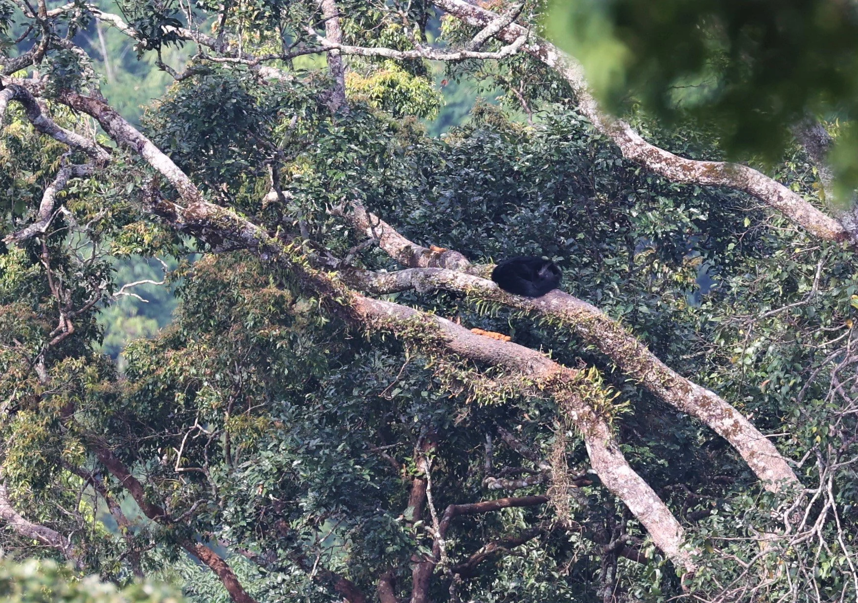 Arctictis binturong gairdneri - SIAMESE BINTURONG - KAENG KRACHAN PHANOEN THUNG 26 NOV 2021 (2).jpg