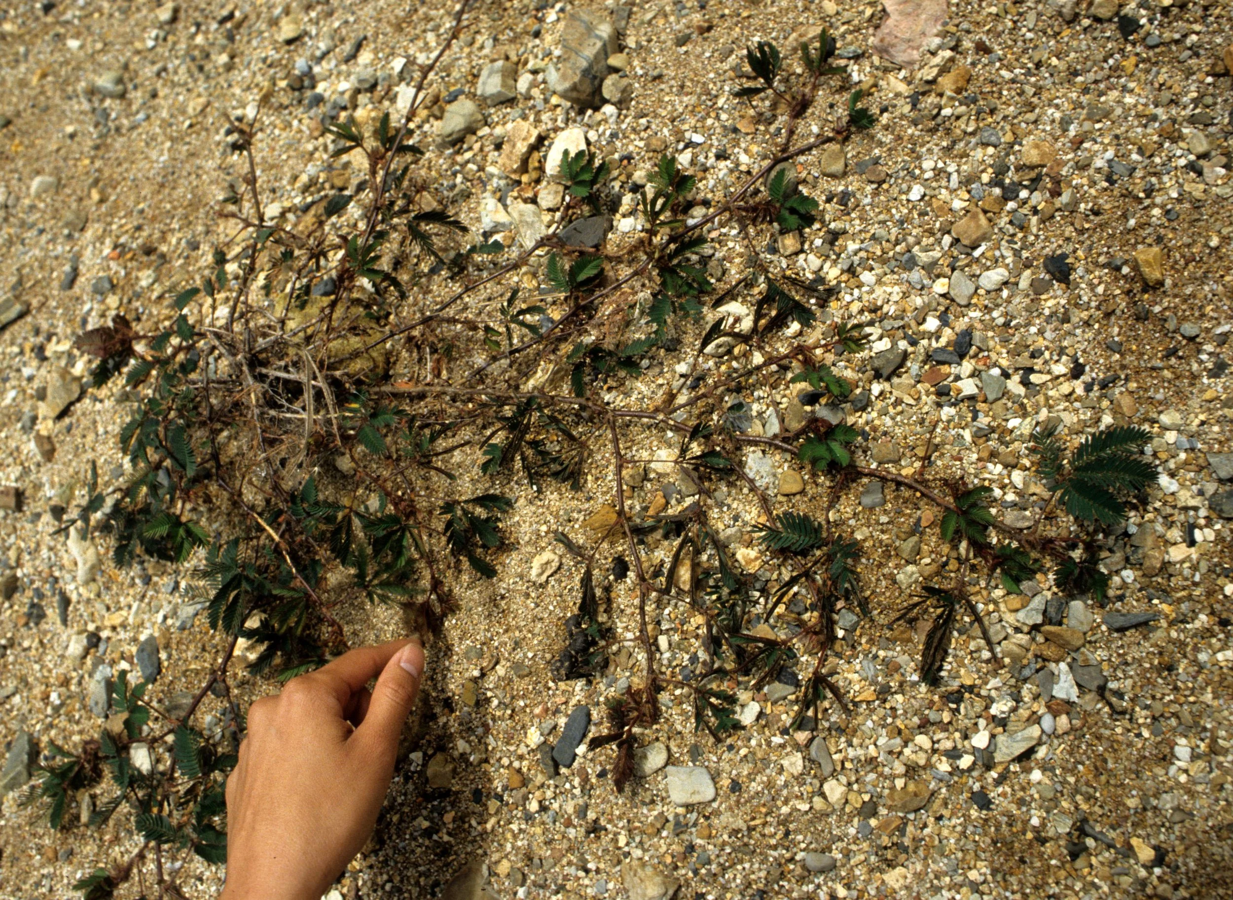 VIET NAM - MIMOSA - SHY PLANT (2).jpg