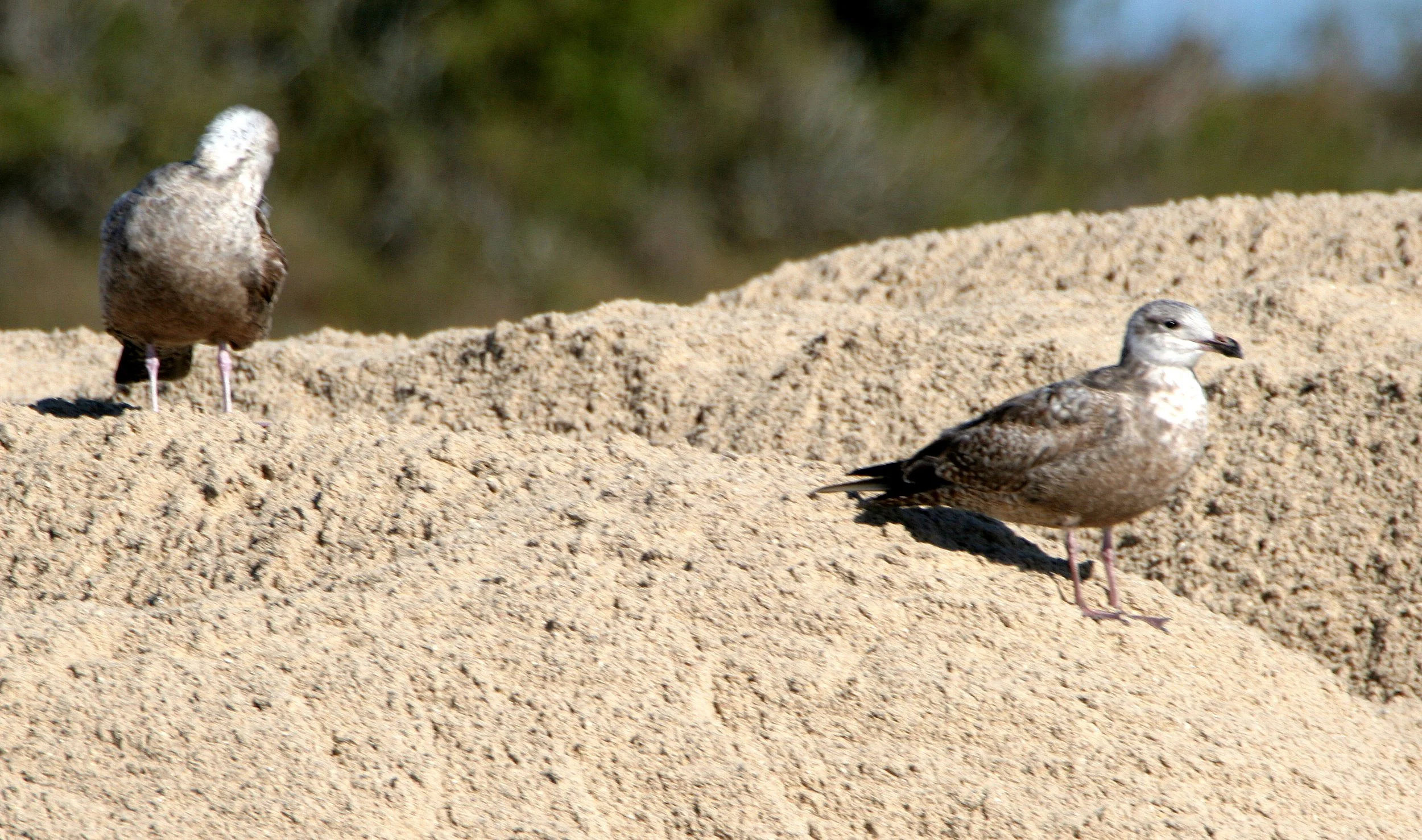 BIRD - GULL - HERRING - ARANSAS C (3).jpg