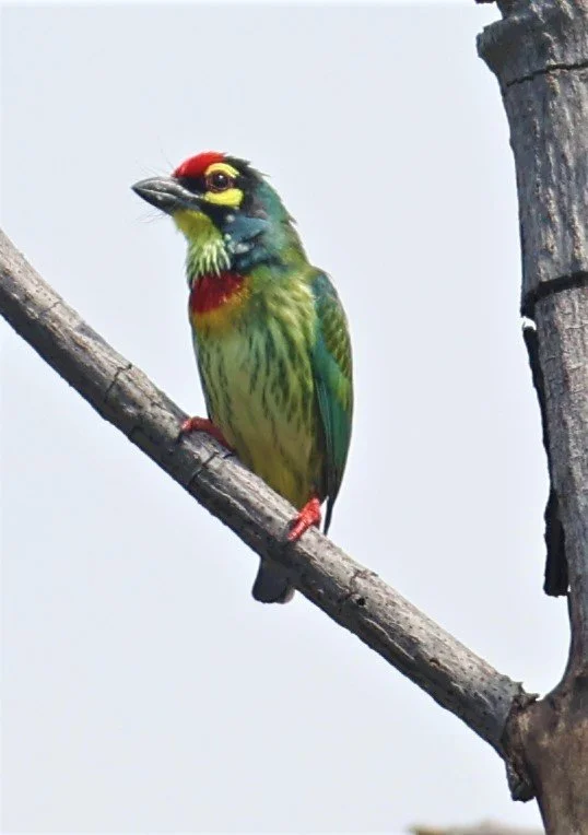 BARBET - COPPERSMITH BARBET - Megalaima haemacephala - BANG PU MANGROVE FOREST RESERVE 07 NOV 2021 (6).jpg
