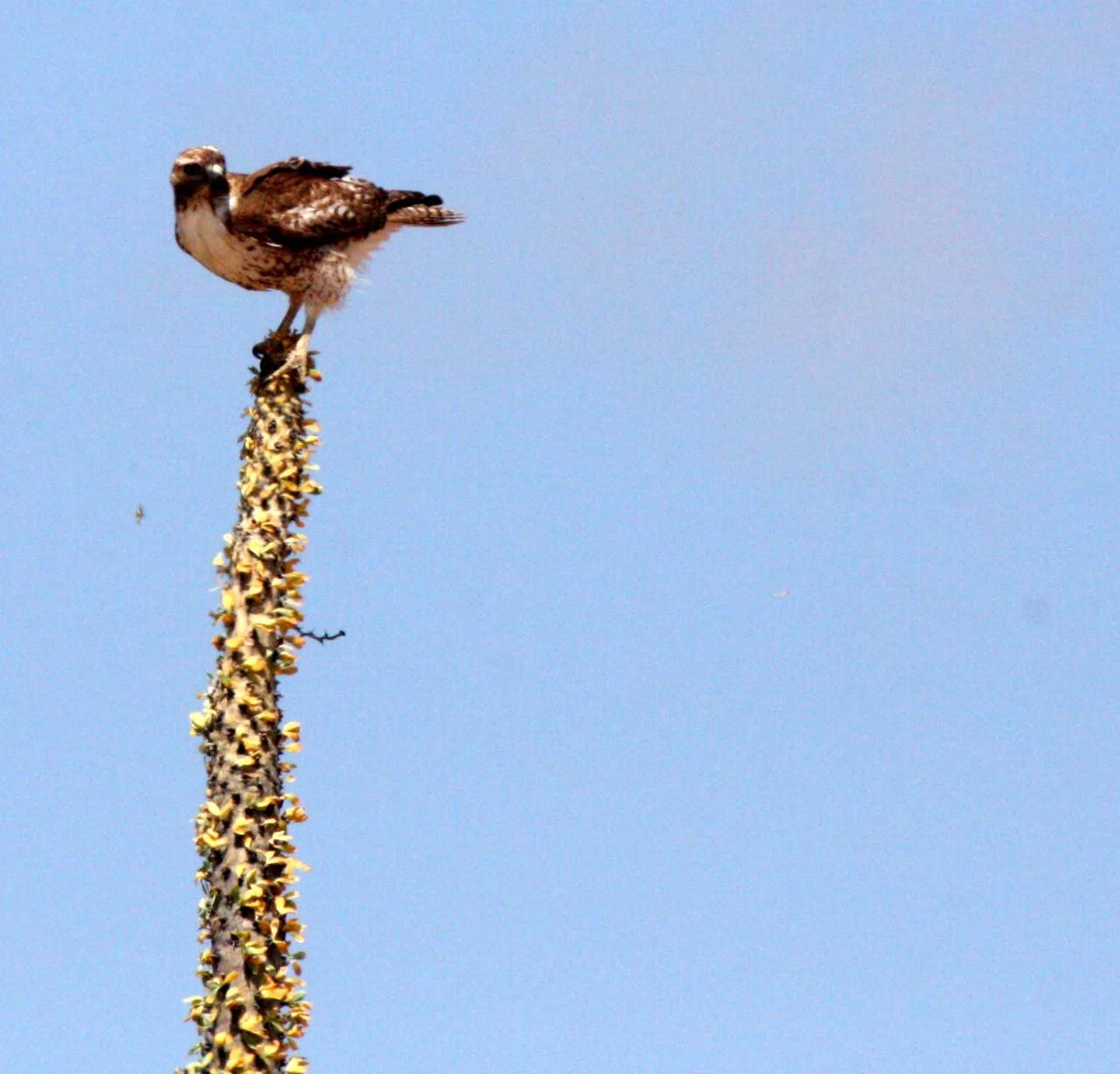 Buteo jamaicensis - RED-TAILED HAWK - WESTERN FORM LIGHT JUVENILE - DESIERTO BAHIA DE LOS ANGELES BAJA MEXICO (14).JPG