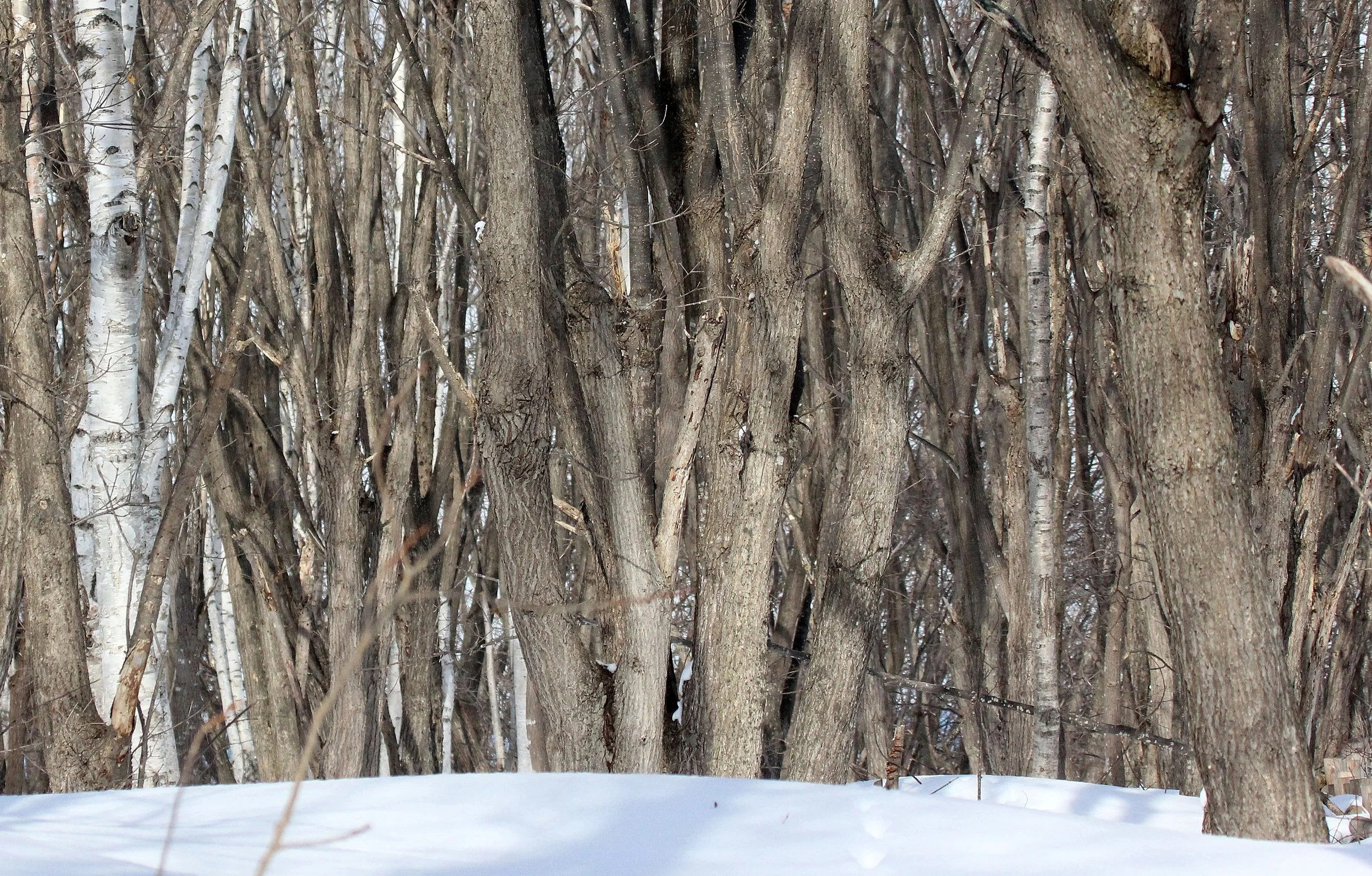 KINOHIROBA PARK - ABASHIRI - HOKKAIDO JAPAN (33).JPG
