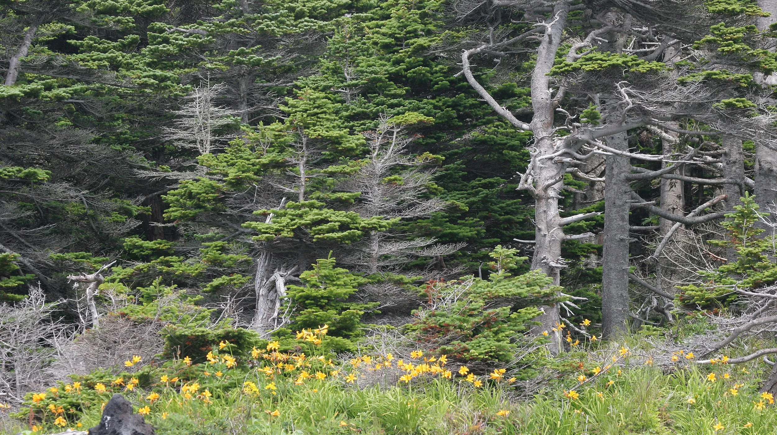 KURIL ISLANDS - FLORA  (23).jpg