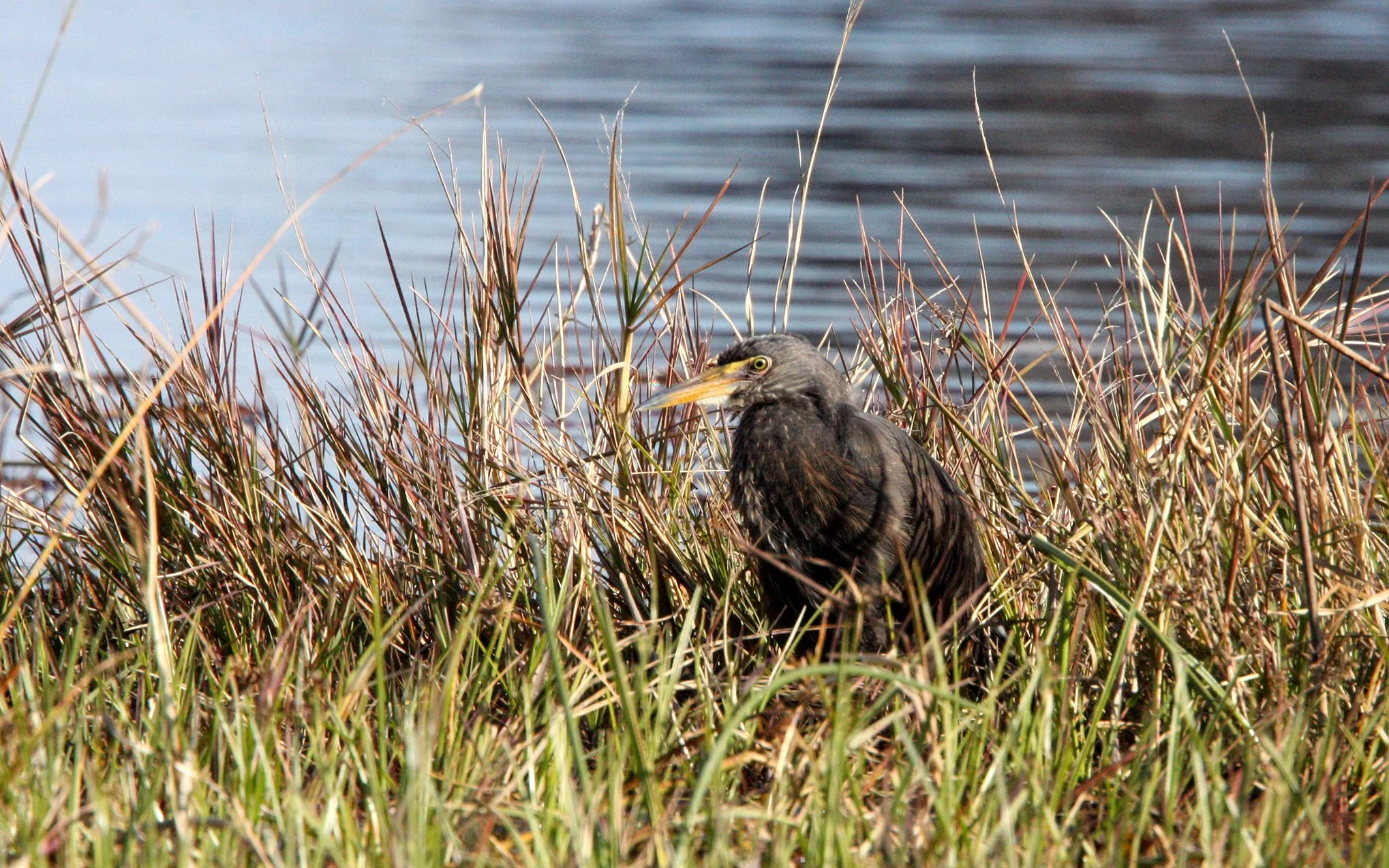HERON - RUFOUS-BELLIED HERON - Ardeola rufiventris - KHWAI CAMP OKAVANGO BOTSWANA (13).JPG