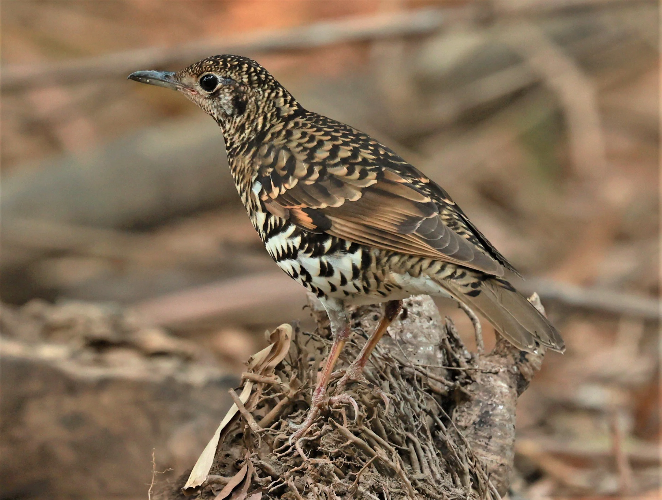 White's Thrush (Zoothera aurea) Putthamonthon Park Nakhon Pathom Thailand (76).jpg