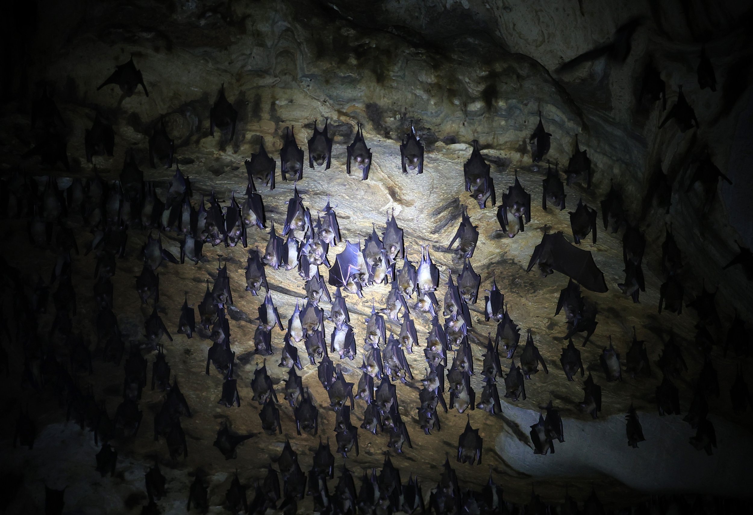Horsfield’s Leaf-nosed Bat (Hipposideros.larvatus) Wat Tham Sila Thong Temple Pak Chong Thailand near Khao Yai (49).jpg