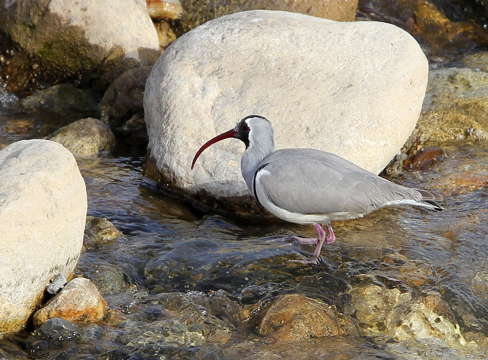 BIRD - IBISBILL - FOPING CITY, SHAANXI CHINA (43).JPG