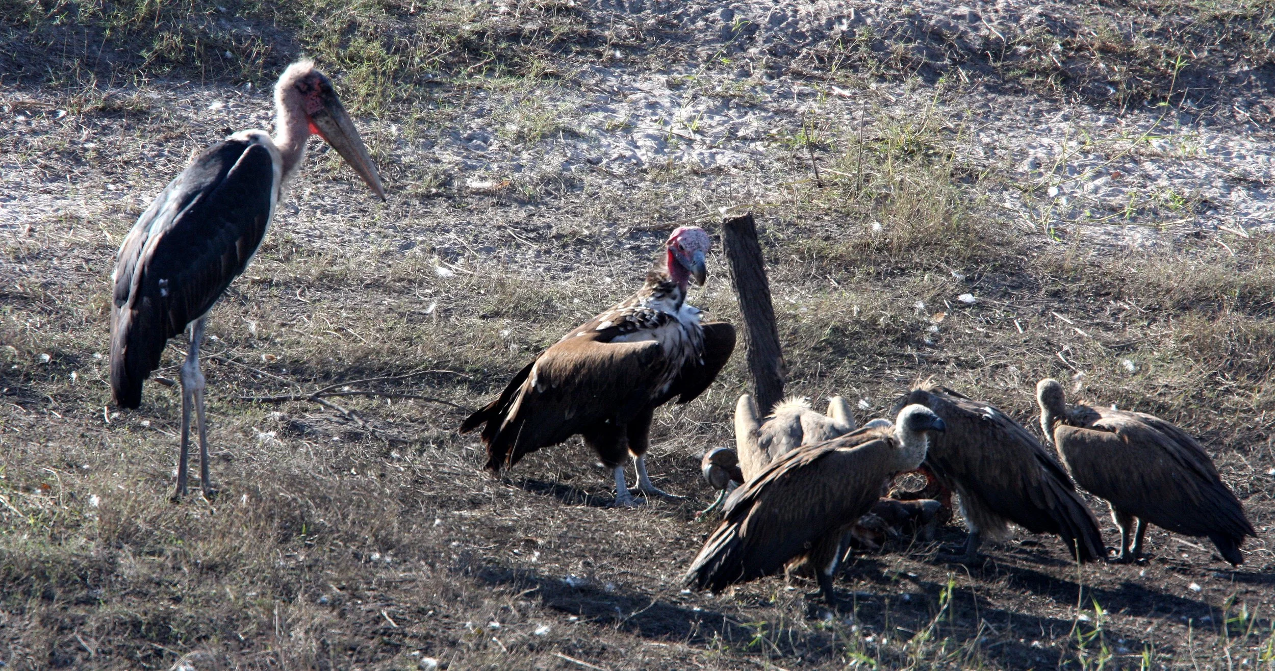 STORK - MARABOU STORK - Leptoptilos crumenifer - CHOBE NATIONAL PARK BOTSWANA (2).JPG