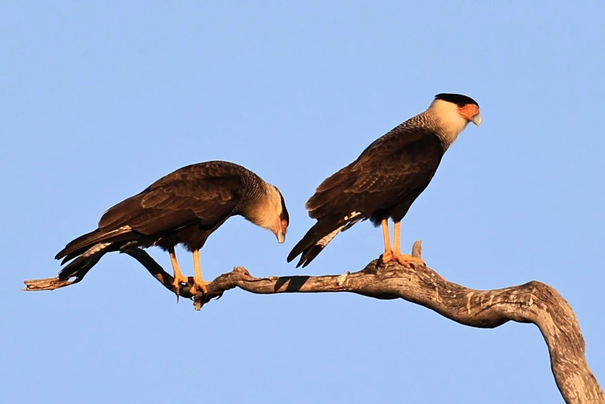 Crested Caracara (Caracara plancus) Agua Dulce Paraguay  (3).jpg