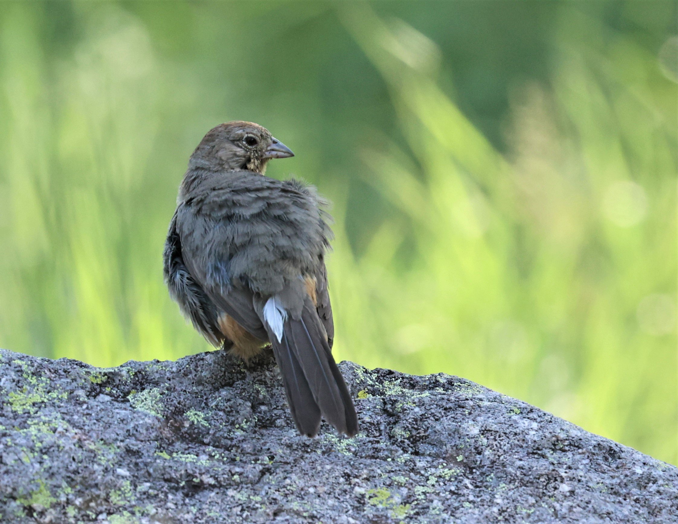 Canyon Towhee (Melozone fusca) Davis Mountains State Park Texas (6).jpg