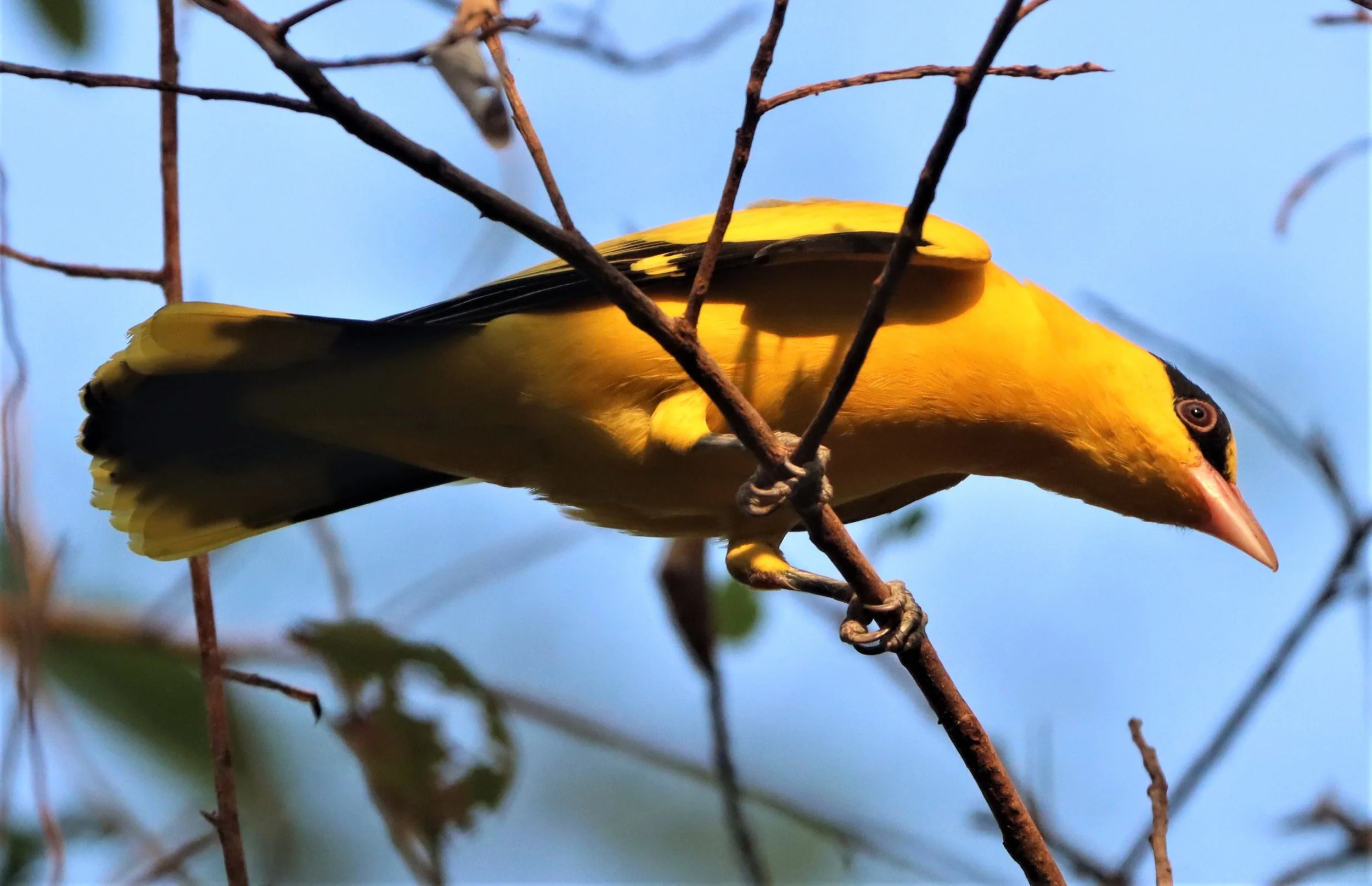 Black-napped Oriole (Oriolus chinensis) Rama 9 Park Bangkok (9).jpg