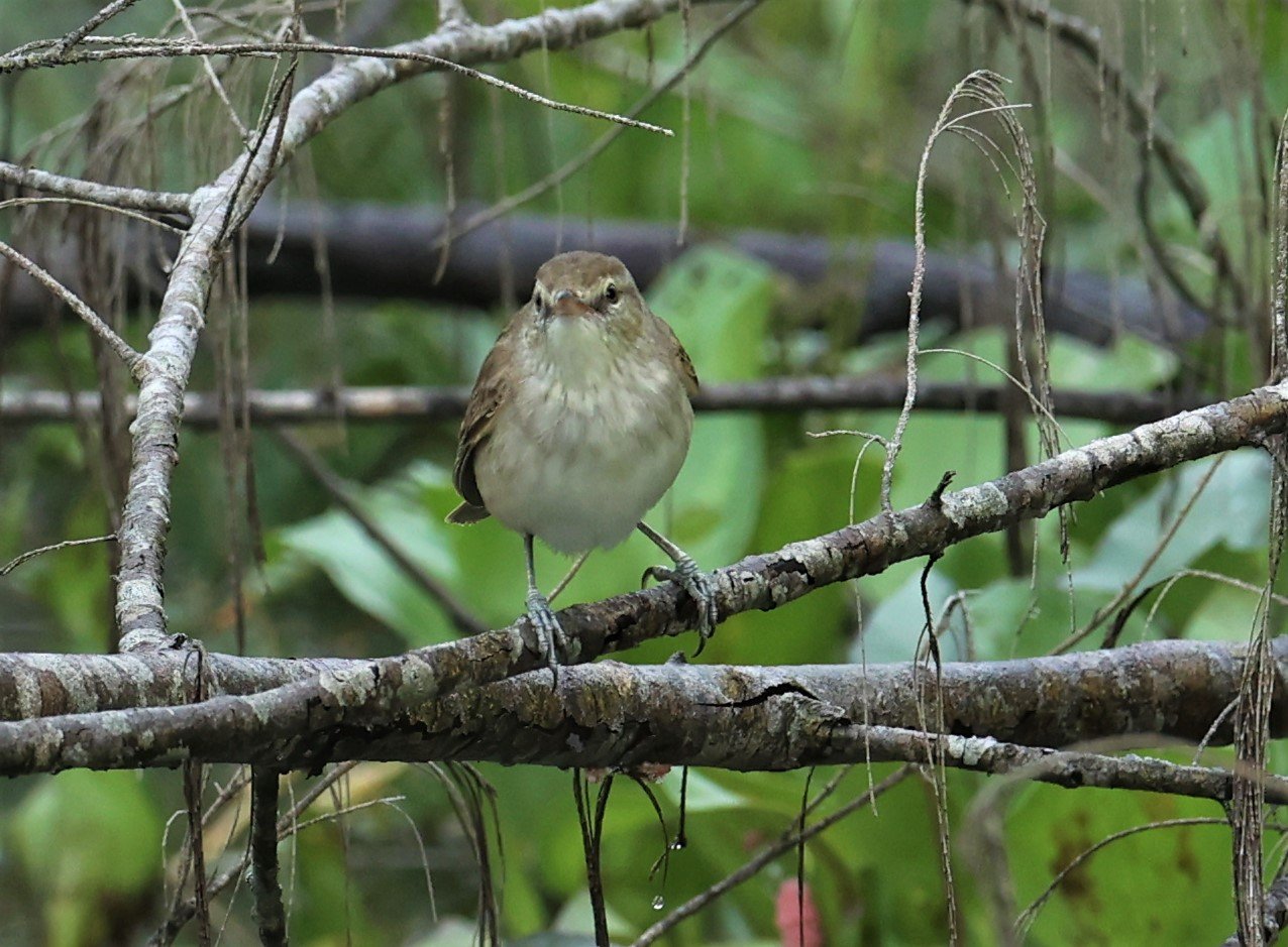 WARBLER - ORIENTAL REED WARBLER - Acrocephalus orientalis - PAK PHAYUN DISTRICT, PATTHALUNG APRIL 2022 (11).jpg