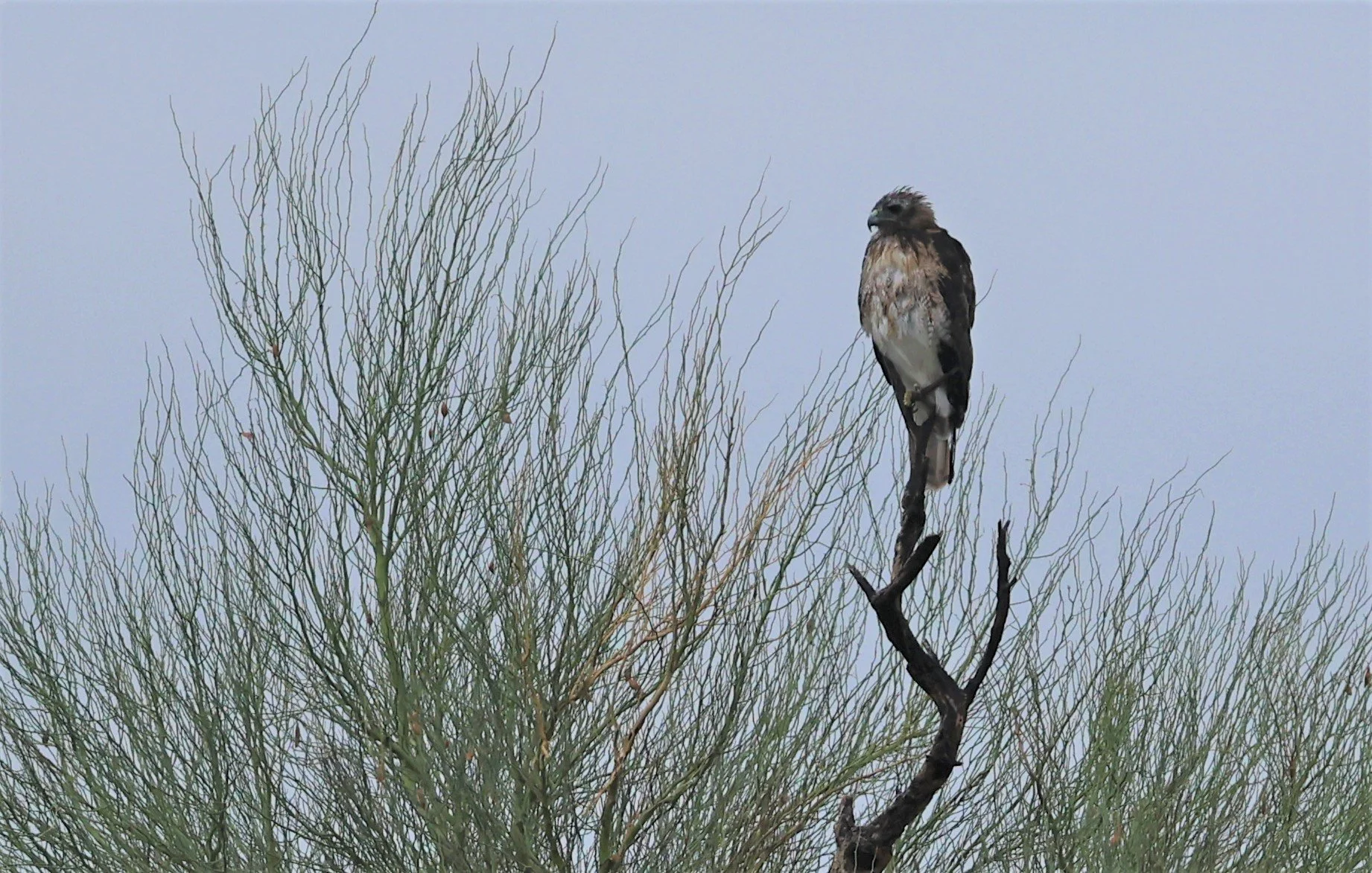 Buteo jamaicensis - RED-TAILED HAWK - MADERA CANYON ARIZONA 2022 (5).jpg