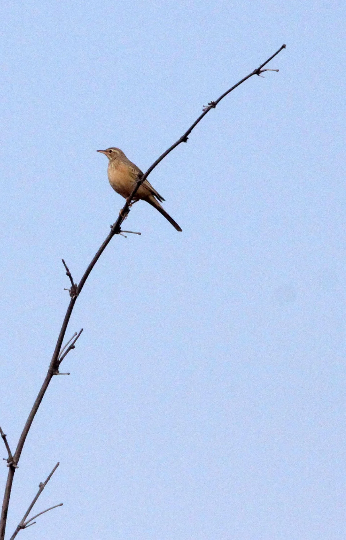 Tawny Pipit (Anthus campestris) BANDHAVGAR NATIONAL PARK INDIA (3).JPG