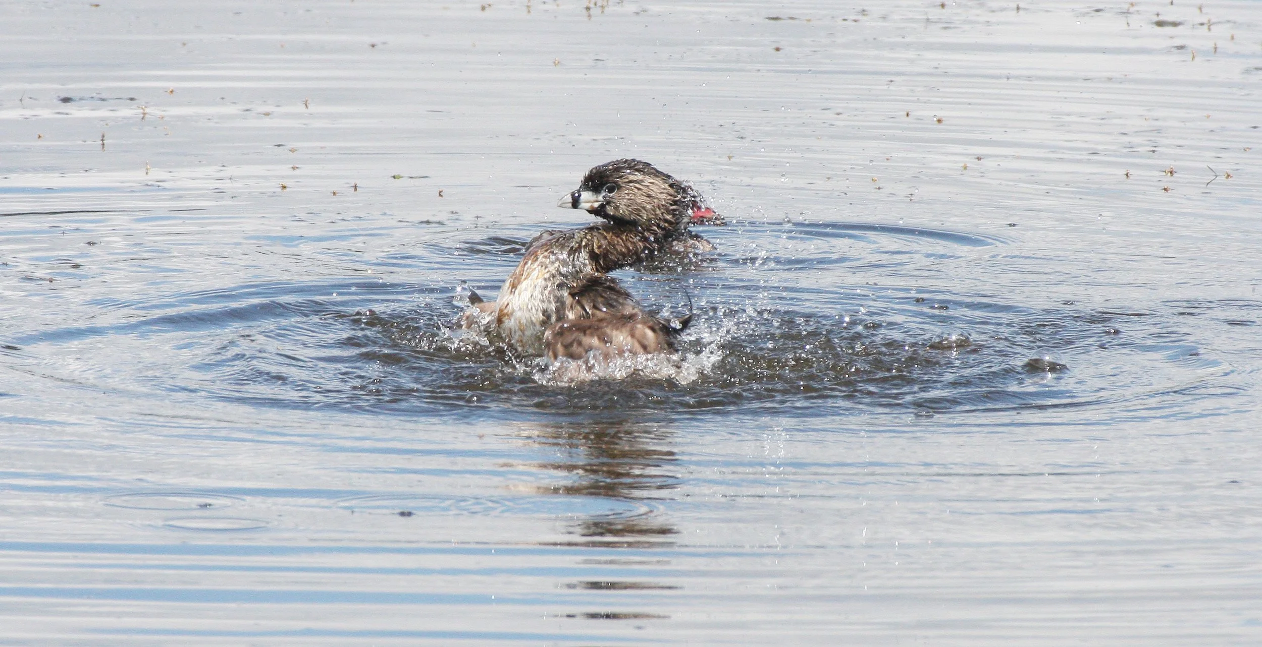 Pied-billed Grebe (Podilymbus podiceps) Ridgefield NWR Washington (67).jpg