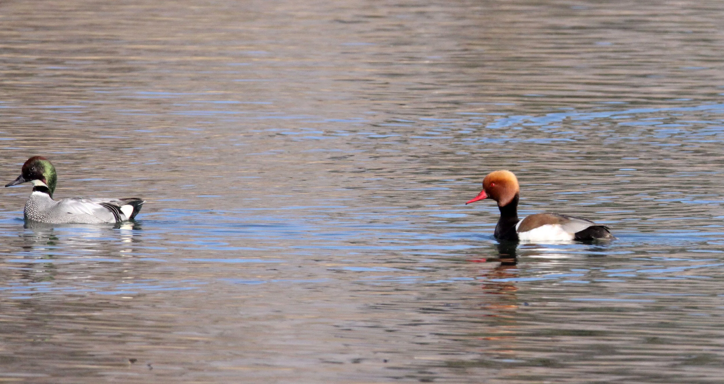 TEAL - FALCATED DUCK (TEAL) - Mareca falcata - WITH RED-CRESTED POCHARD (Netta rufina) - CAO HAI WETLANDS PARK YUNNAN CHINA (22).JPG