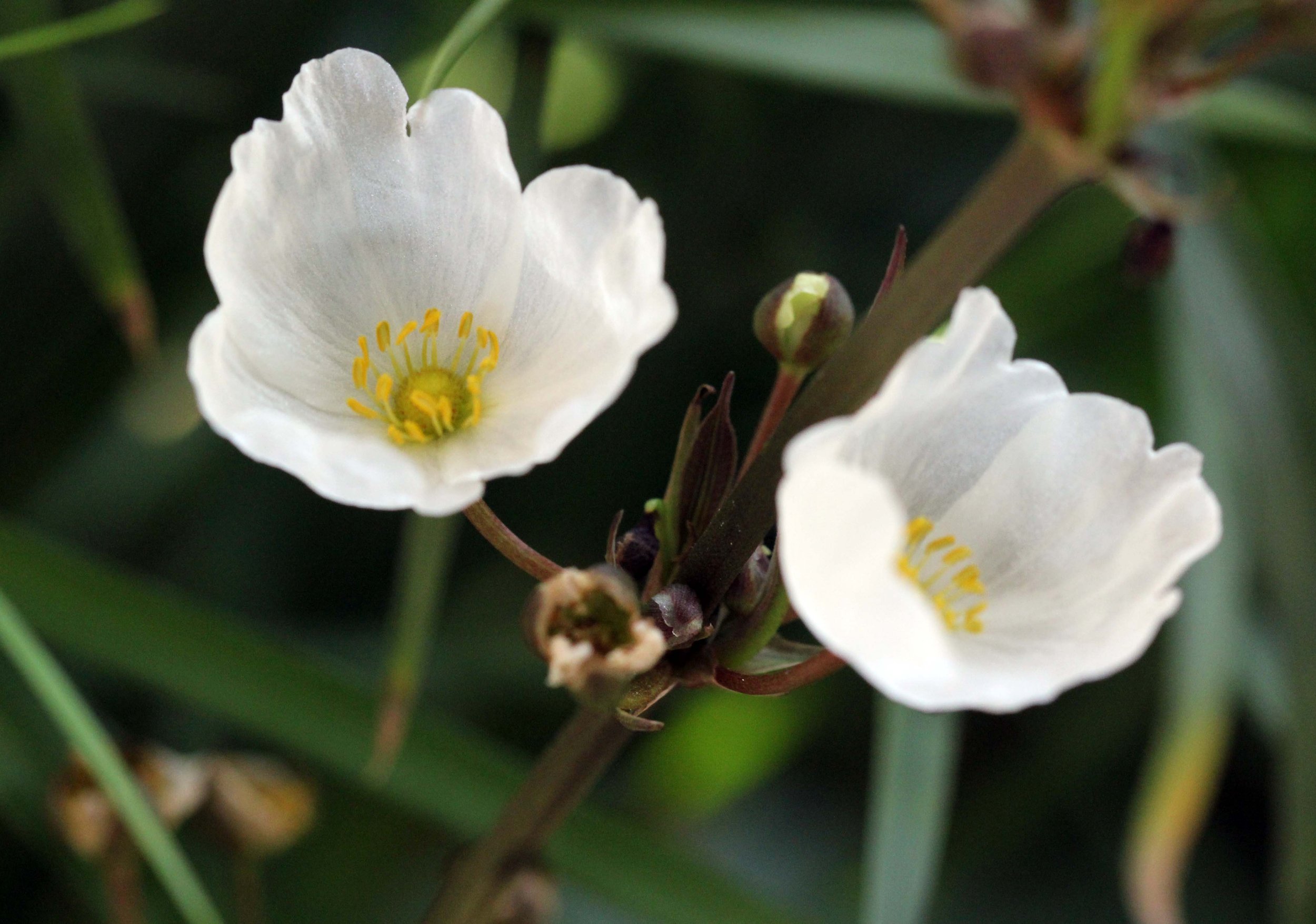 2013 Nonthaburi Setthasiri House and Nonthaburi Neighborhood (213).JPG